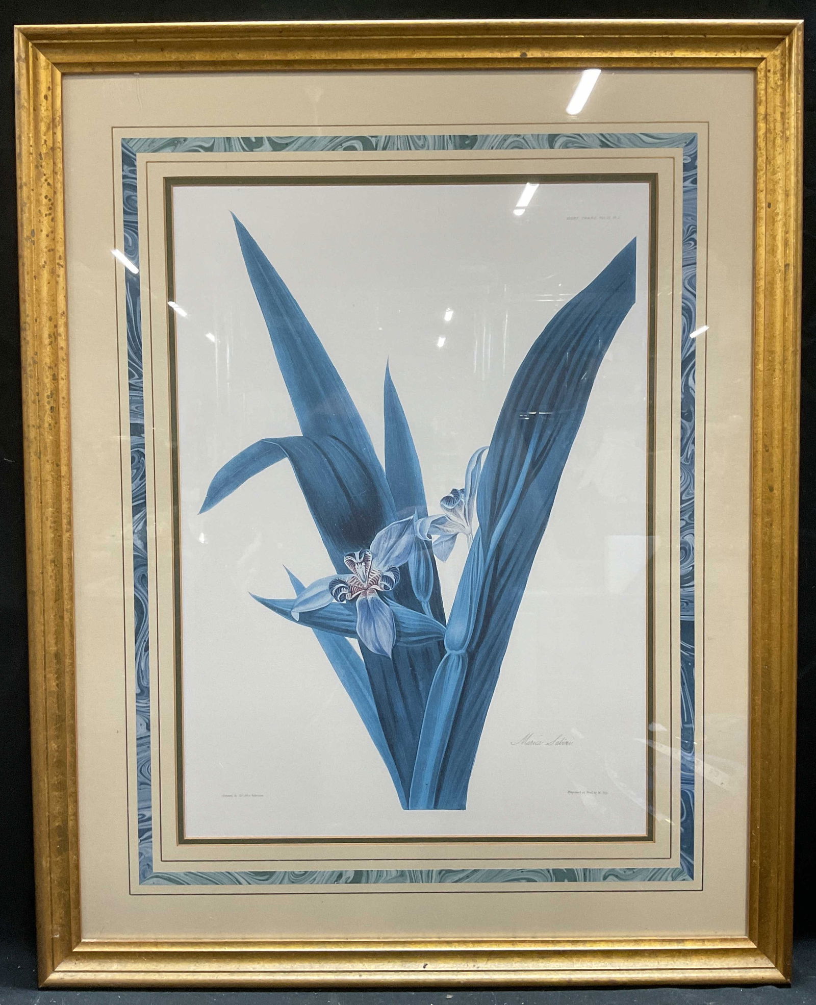 Framed Charles Robertson Fan Iris Lithograph (1 of 6)