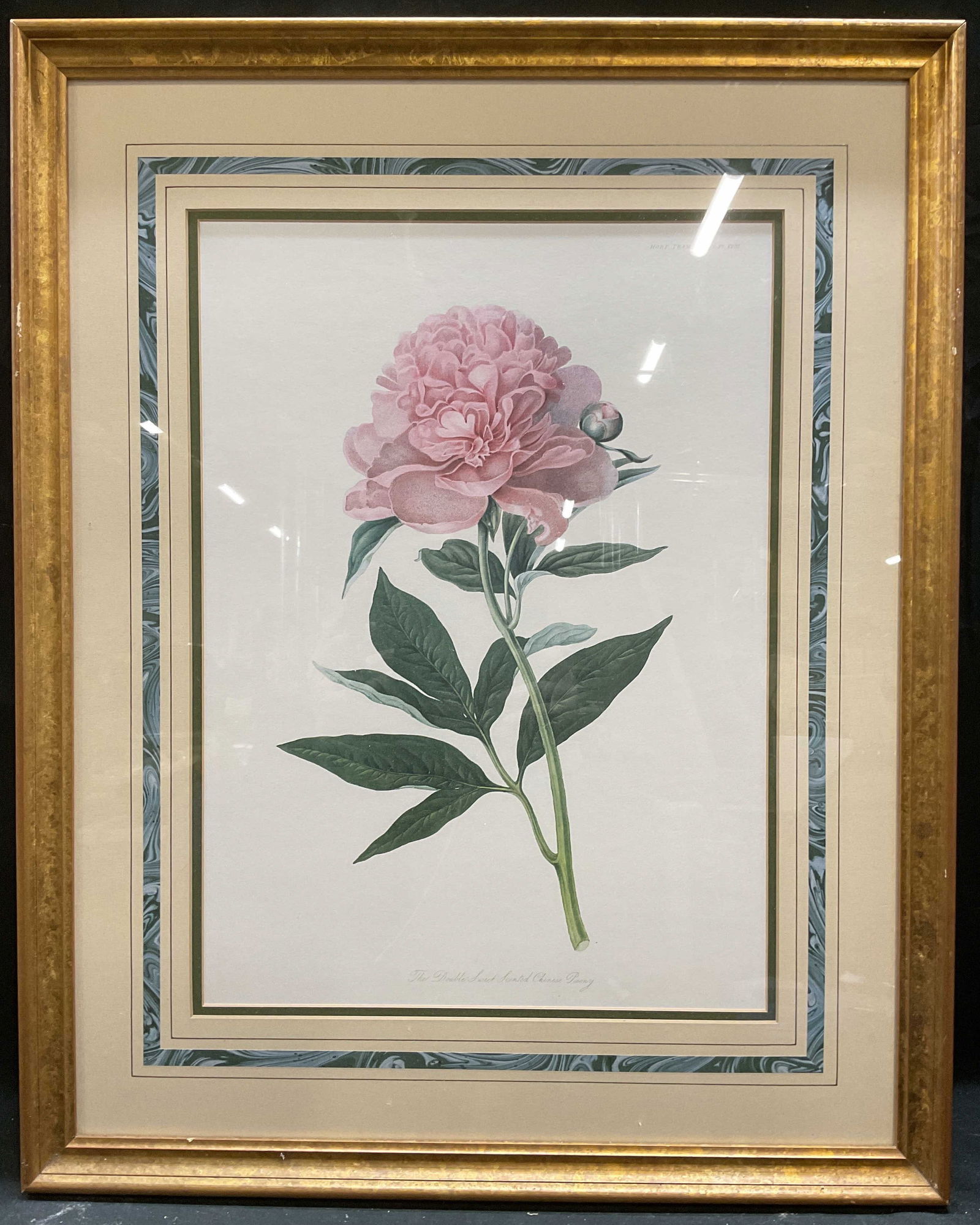 Framed Double Chinese Peony Lithograph 25in (1 of 6)