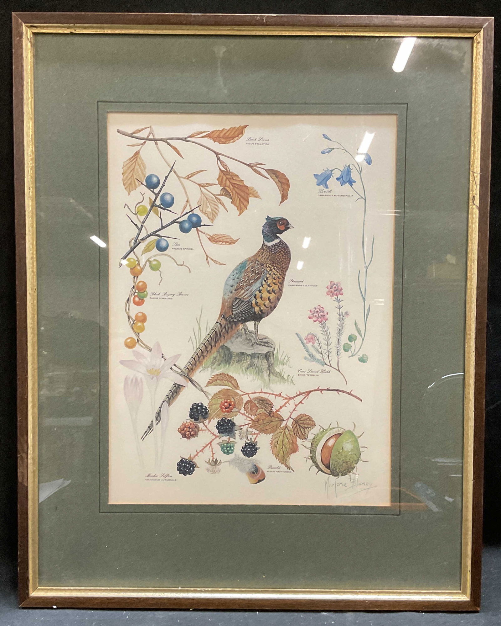 Framed Blamey Pheasant Botanical Lithograph (1 of 6)