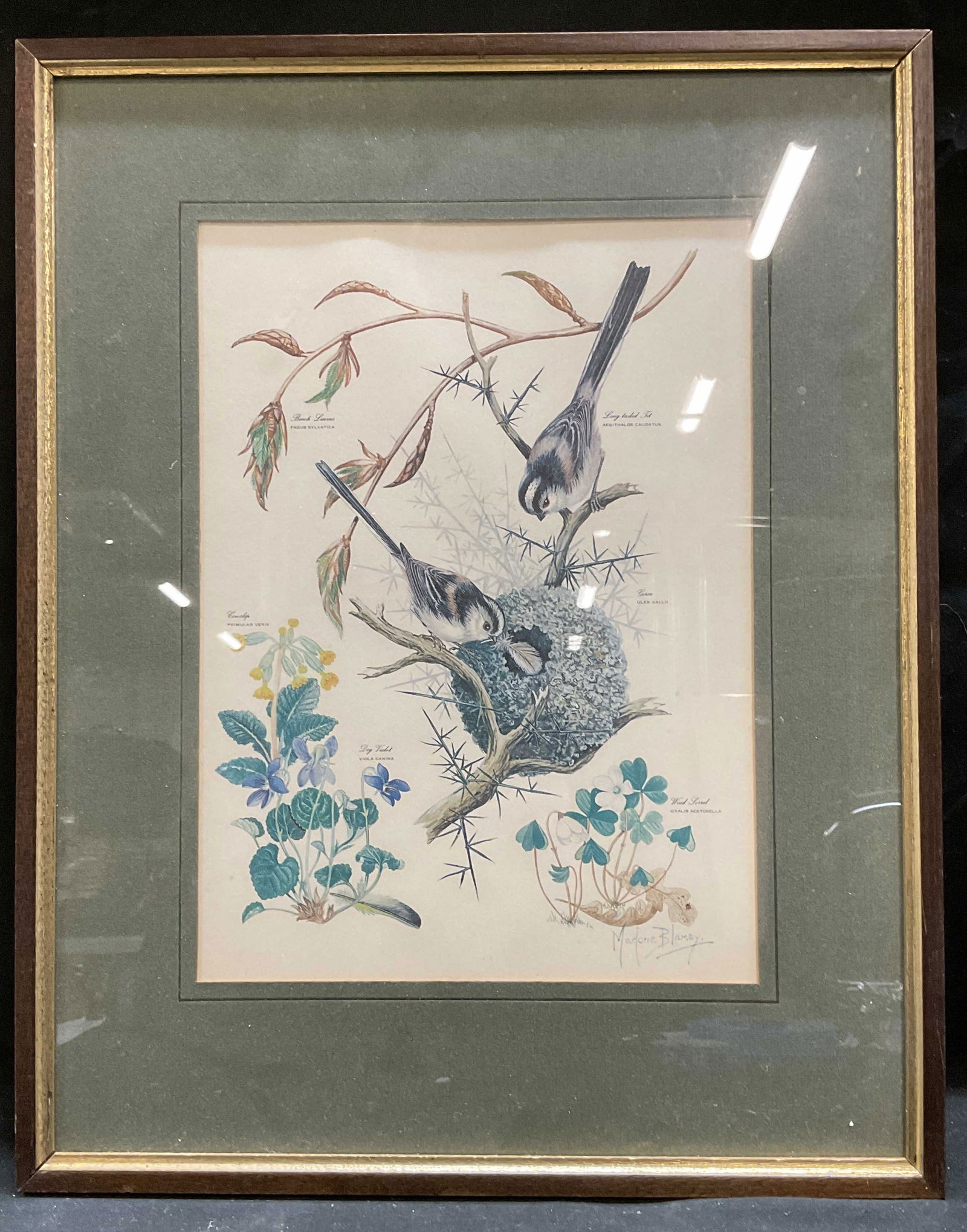 Framed Blamey Long Tail Tit Botanical Lithograph (1 of 6)
