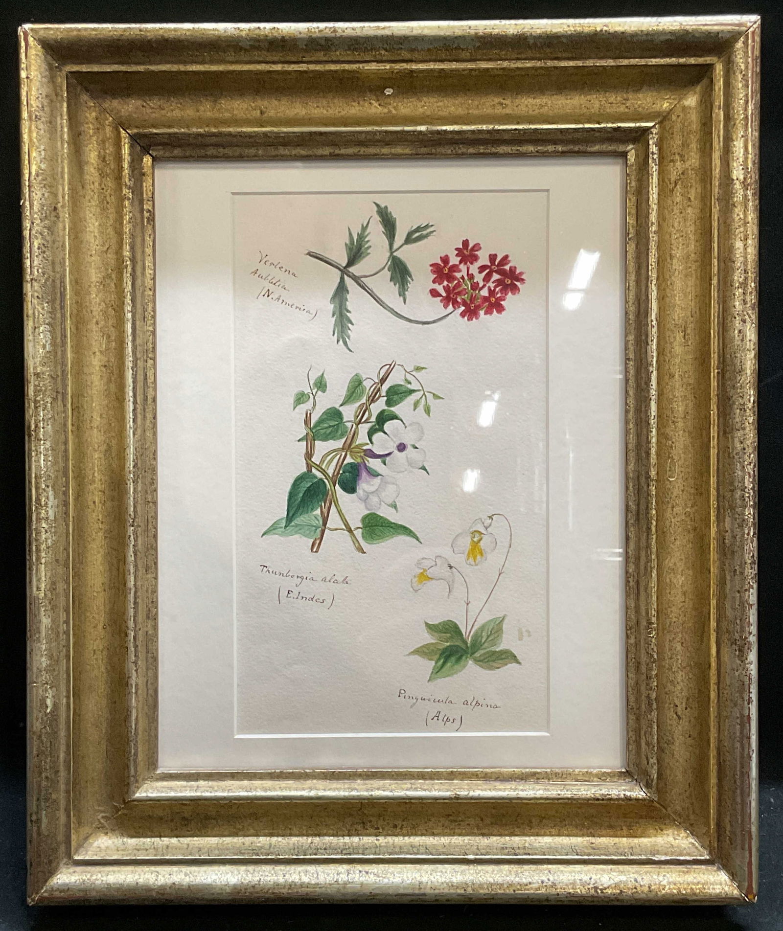 Antique Gifford Botanical Watercolor Painting (1 of 6)