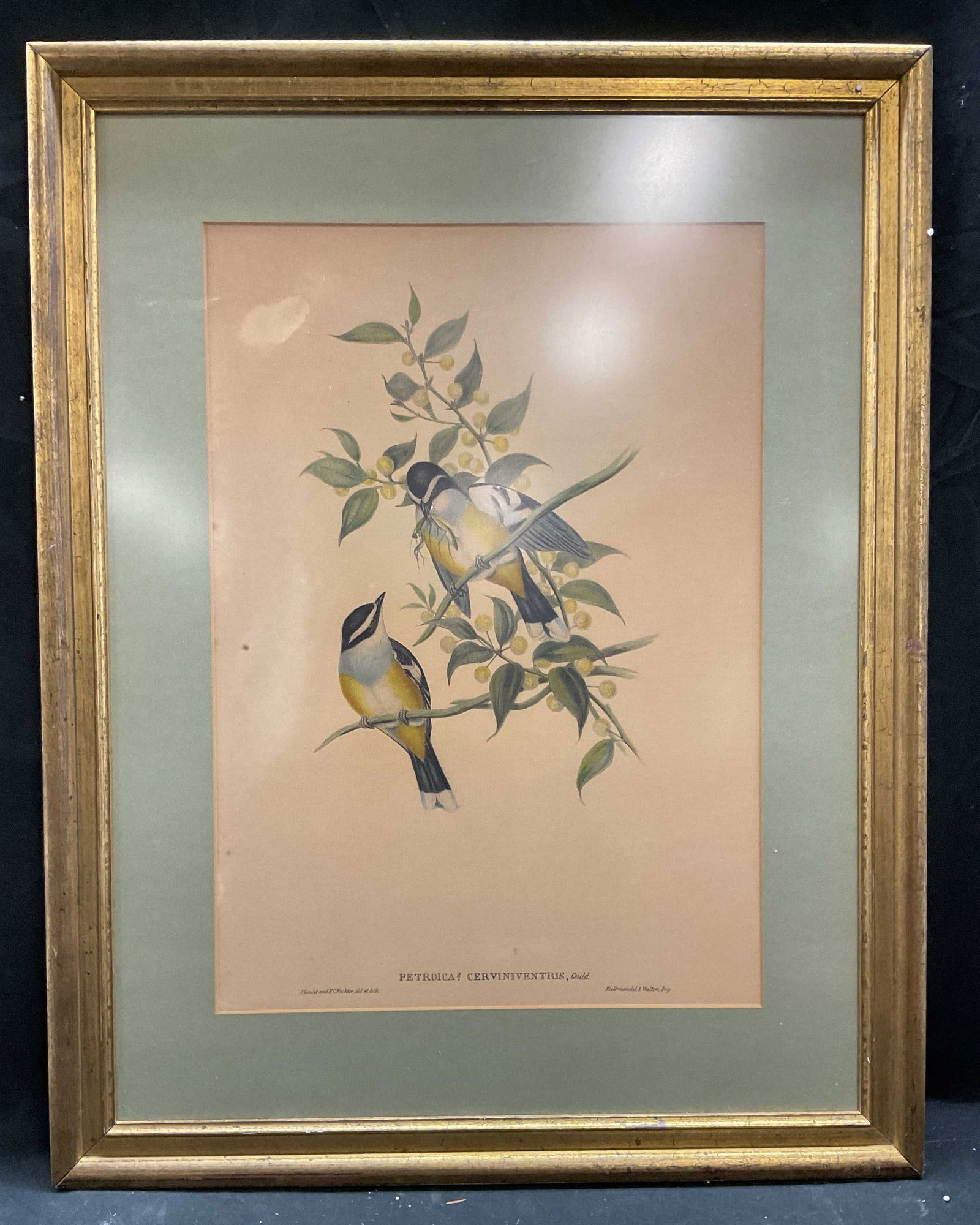 Antique J Gould Petroica Bird Lithograph (1 of 6)