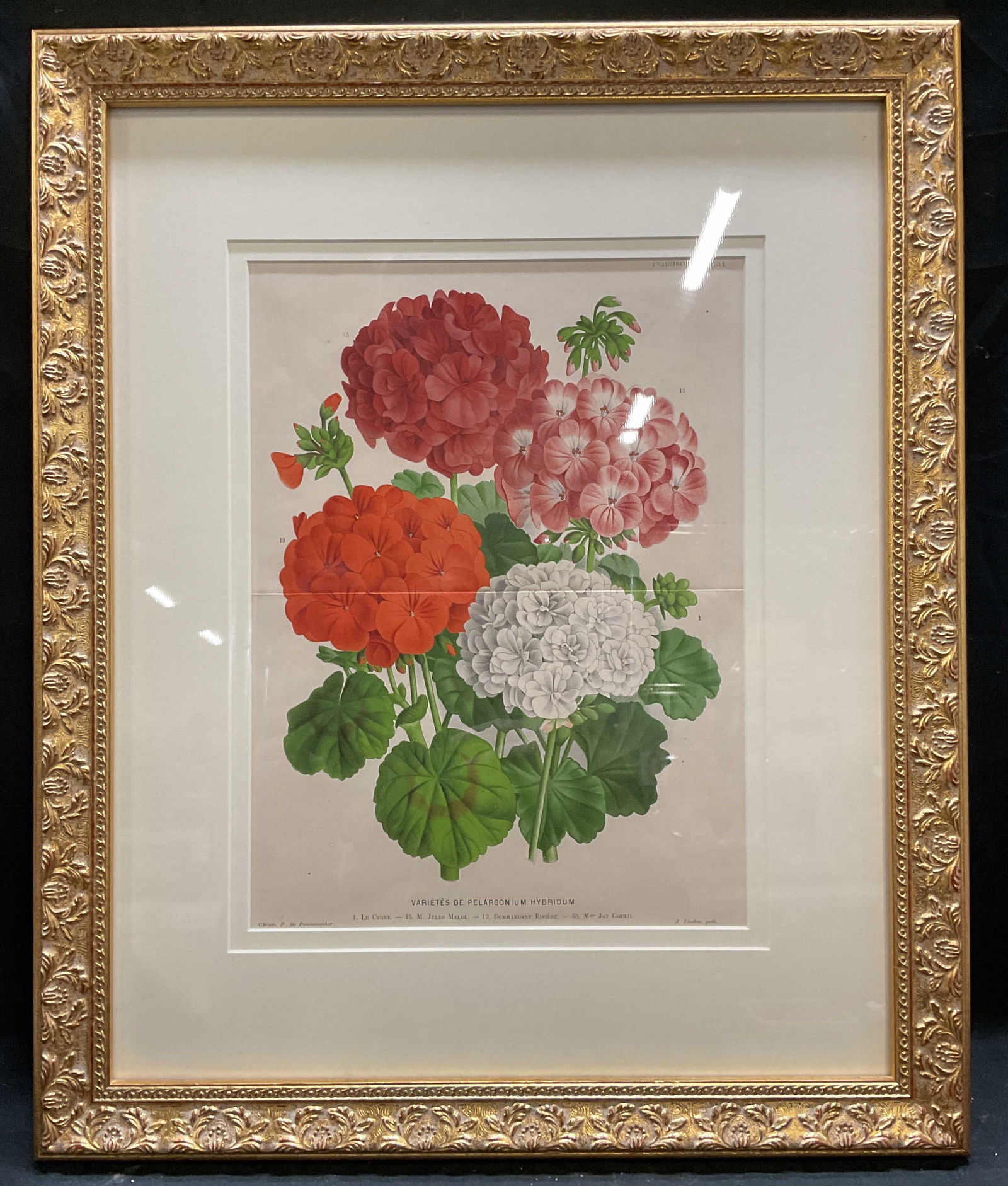 Antique L Illustration Horticole Botanical Litho (1 of 6)