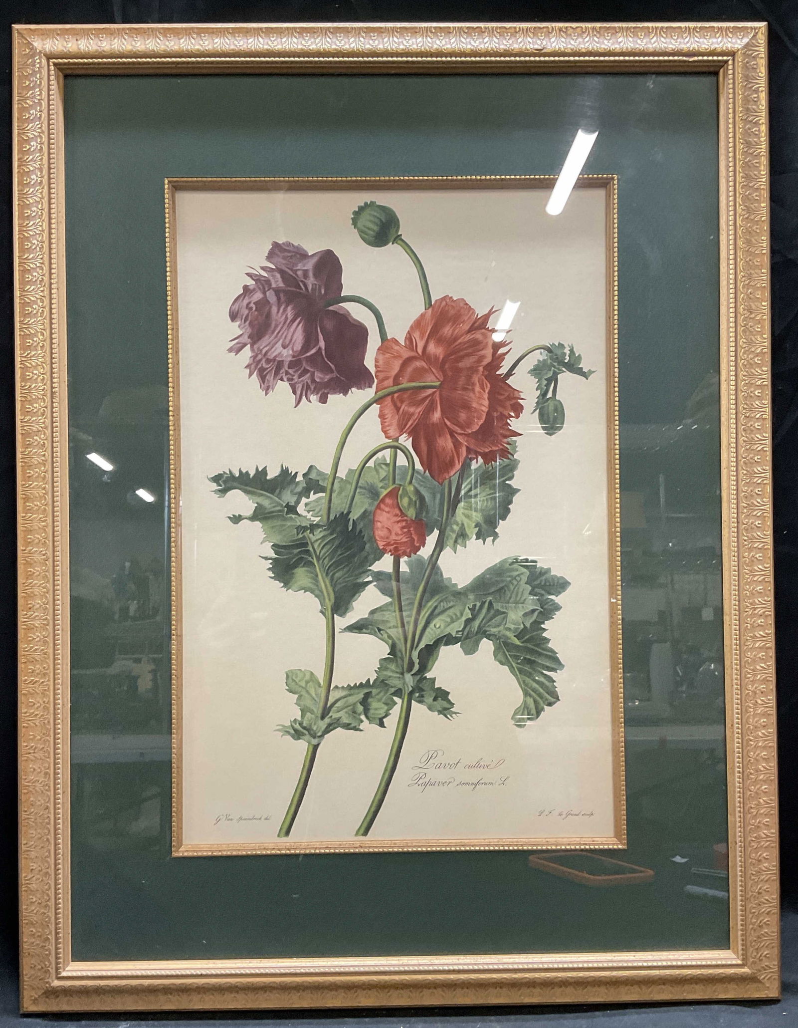 Framed Spaedonck Cultivated Poppy Lithograph 27in (1 of 6)