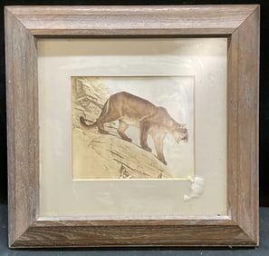 Framed Mountain Lion Nature Lithograph