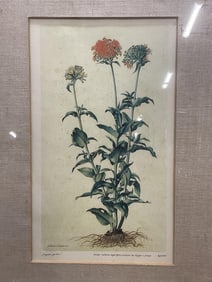 Framed After Ligozzi Botanical Lithograph