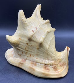 Lrg Queen Conch Shell Seashell
