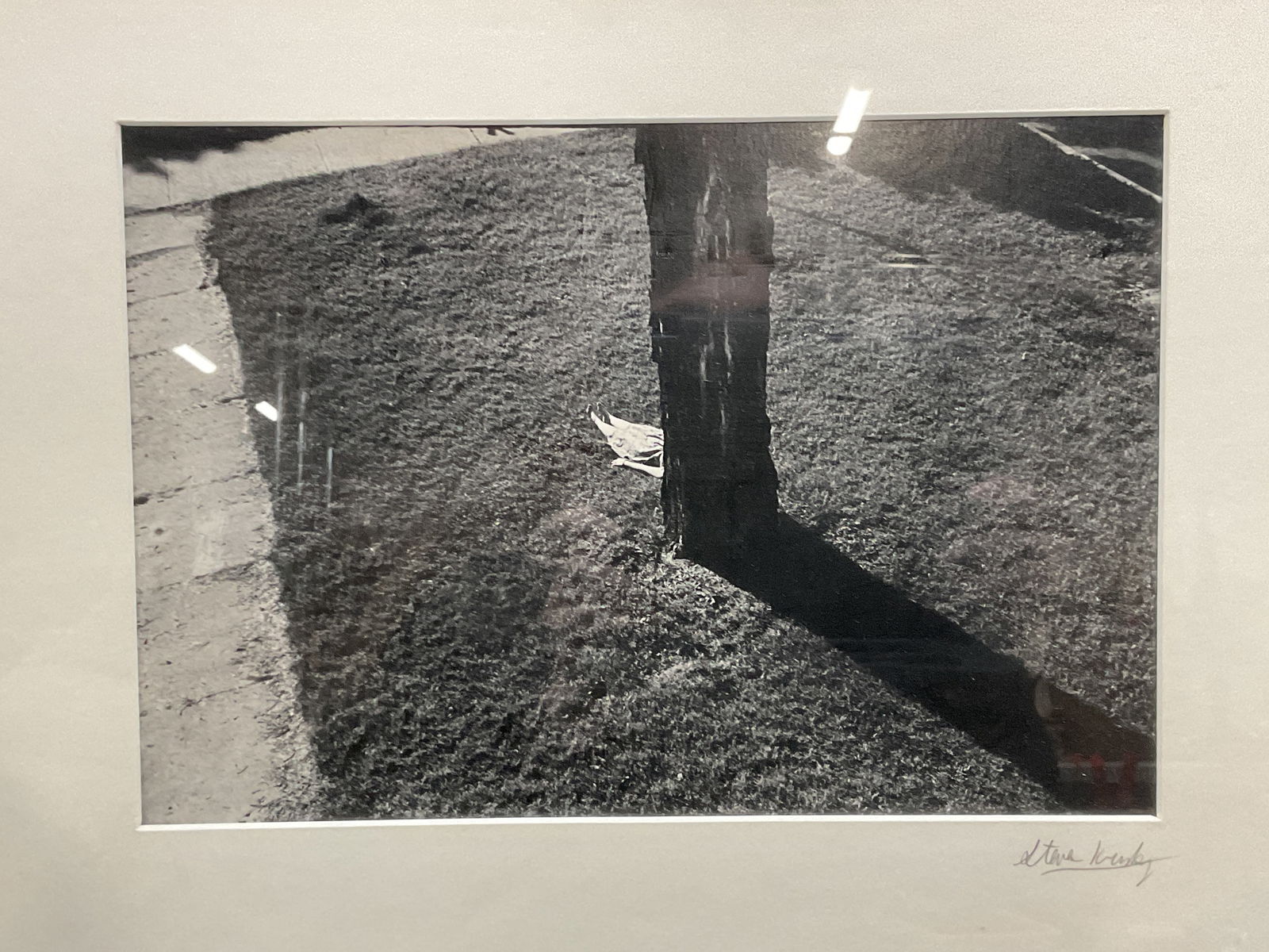 Signed Steven Krisky Woman & Tree Photo: Framed and matted black and white photograph. Signed on the mat Steven Krisky. Woman laying under tree. Silver tone metal frame. Not examined out of frame. Frame measures approx 16.25 x 20.25 inches.