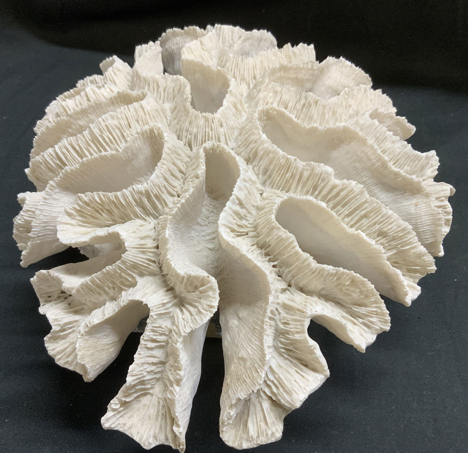 Twos Company White Coral Sculpture 5.2in (1 of 6)