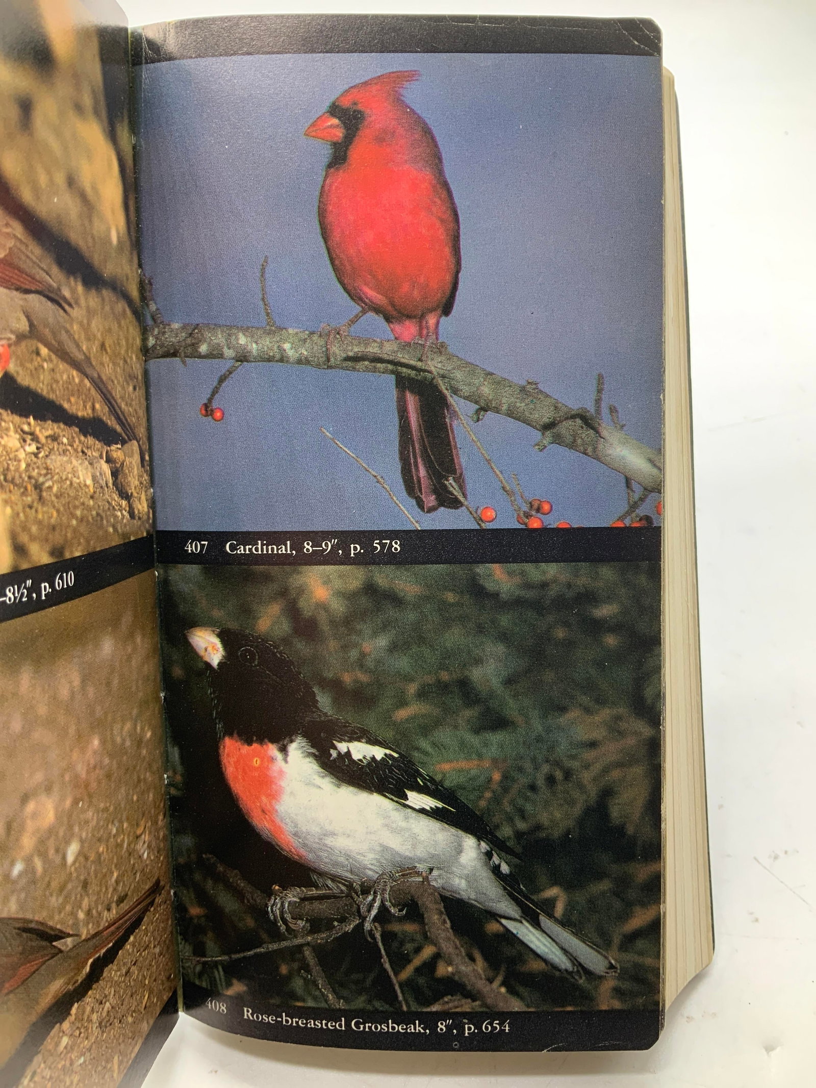 1977 Audubon Society Guide North Amer. Birds BULL: The Audubon Society Field Guide to North American Birds. Eastern Region. By John Bull & John Farrand Jr. Published by Alfred A. Knopf, Inc. COPYRIGHT 1977. Fourth Printing. Book features photographs o