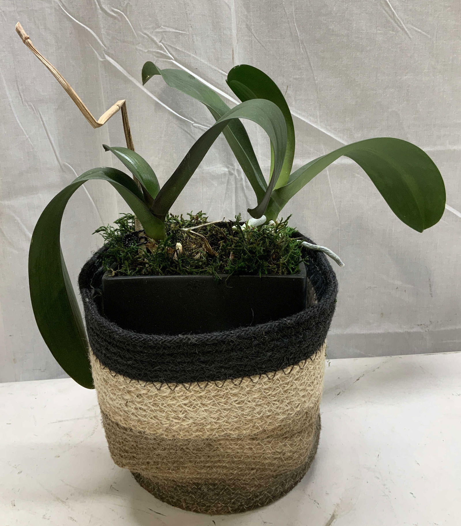 Decorative Potted Plant in Woven Basket (1 of 6)