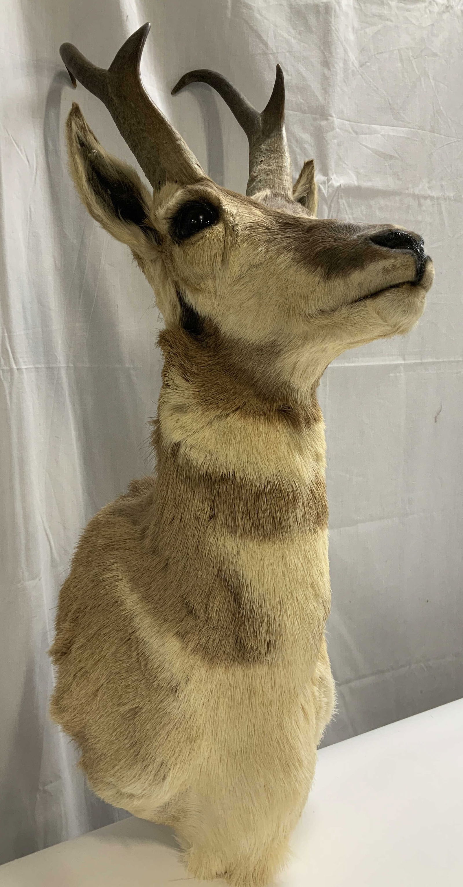 Pronghorn Antelope Shoulder Taxidermy Mount 32in: Pronghorn antelope shoulder taxidermy mount. Antelope has a great set of horns & tan/cream colored fur. Head is posed in an upright & straight position. Made in Wyoming. Surface wear consistent to age
