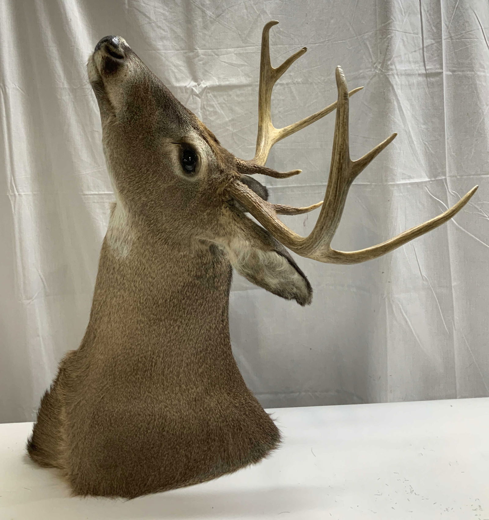 Whitetail Deer Taxidermy Shoulder Mount 28in: Deer taxidermy shoulder mount. Appears to be a whitetail & features a great set of antlers with multiple points. Brown & white colored fur. Head is posed in a semi upright position. Surface wear consi