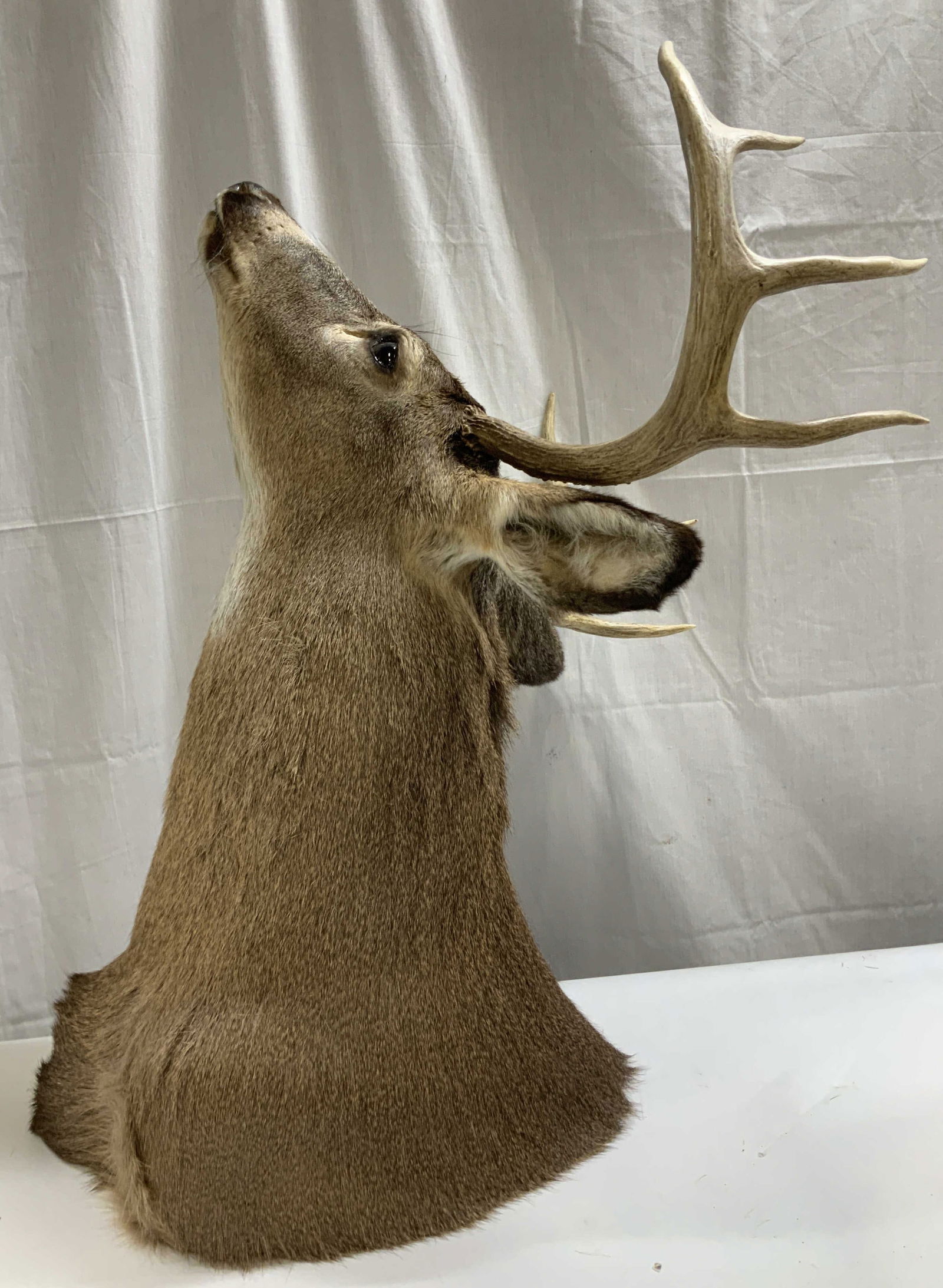 Whitetail Deer Taxidermy Shoulder Mount 28.5in (1 of 7)