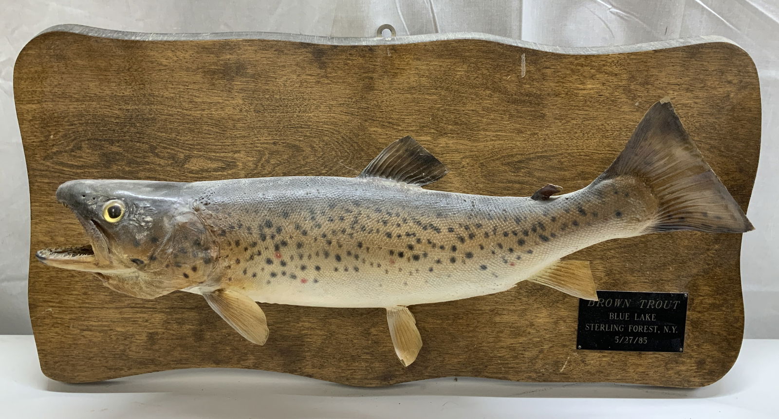 1985 Brown Trout Fish Taxidermy Wall Mount: 1985 brown trout fish affixed to a wooden plaque. Fish is posed in a swimming position with an open mouth. Intricate detailing on fish. Black plaque on right corner. Signed & marked. Reads, BROWN TROU