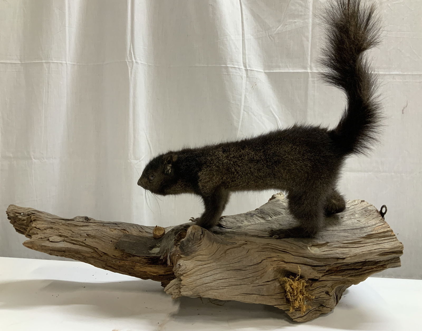Black Squirrel on Driftwood Taxidermy Mount: Taxidermy mount of a black squirrel positioned on a piece of driftwood. Squirrel has dark fur & a bushy tail. Half eaten nut on base & in mouth. Surface wear consistent to age, use & exposure. Measure