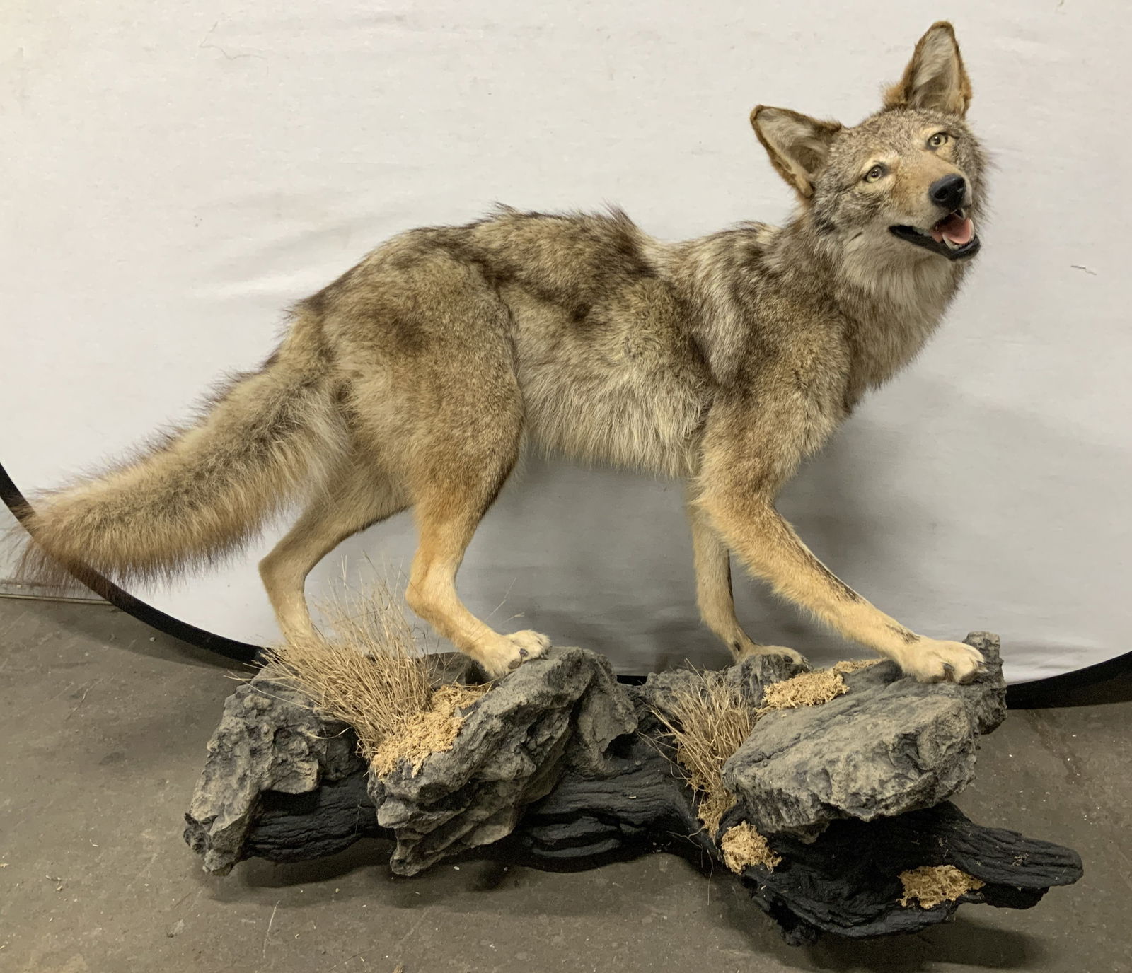 Taxidermy Coyote Mount on Faux Rock Base 38in: Full body taxidermy mount of a coyote posed with its head turned & mouth open. Mounted on a faux rock base with grass accents. Coyote has brown/grey fur. Surface wear consistent to age, use & exposure