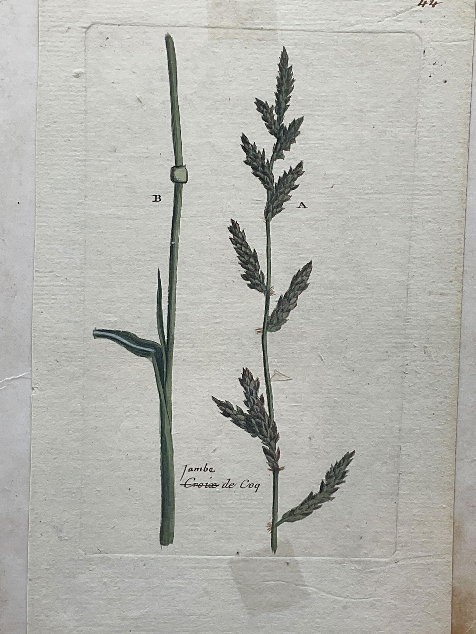 Antique Attr Bulliard Colored Botanical Engraving (1 of 6)