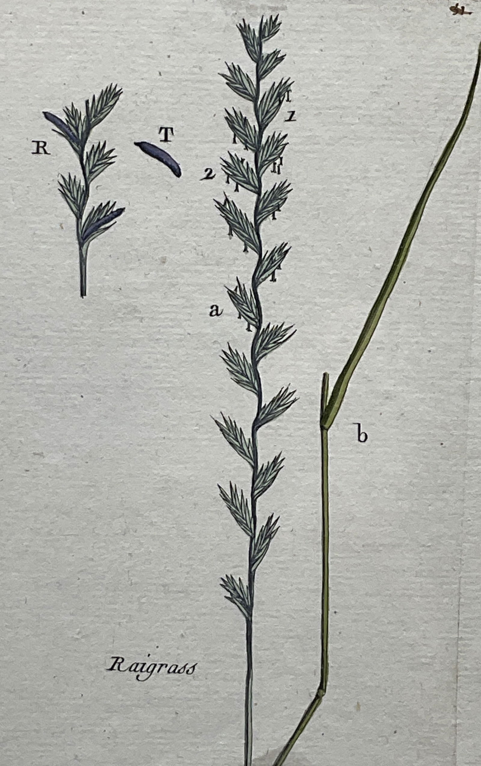 Antique Hand Colored Ryegrass Botanical Engraving (1 of 6)