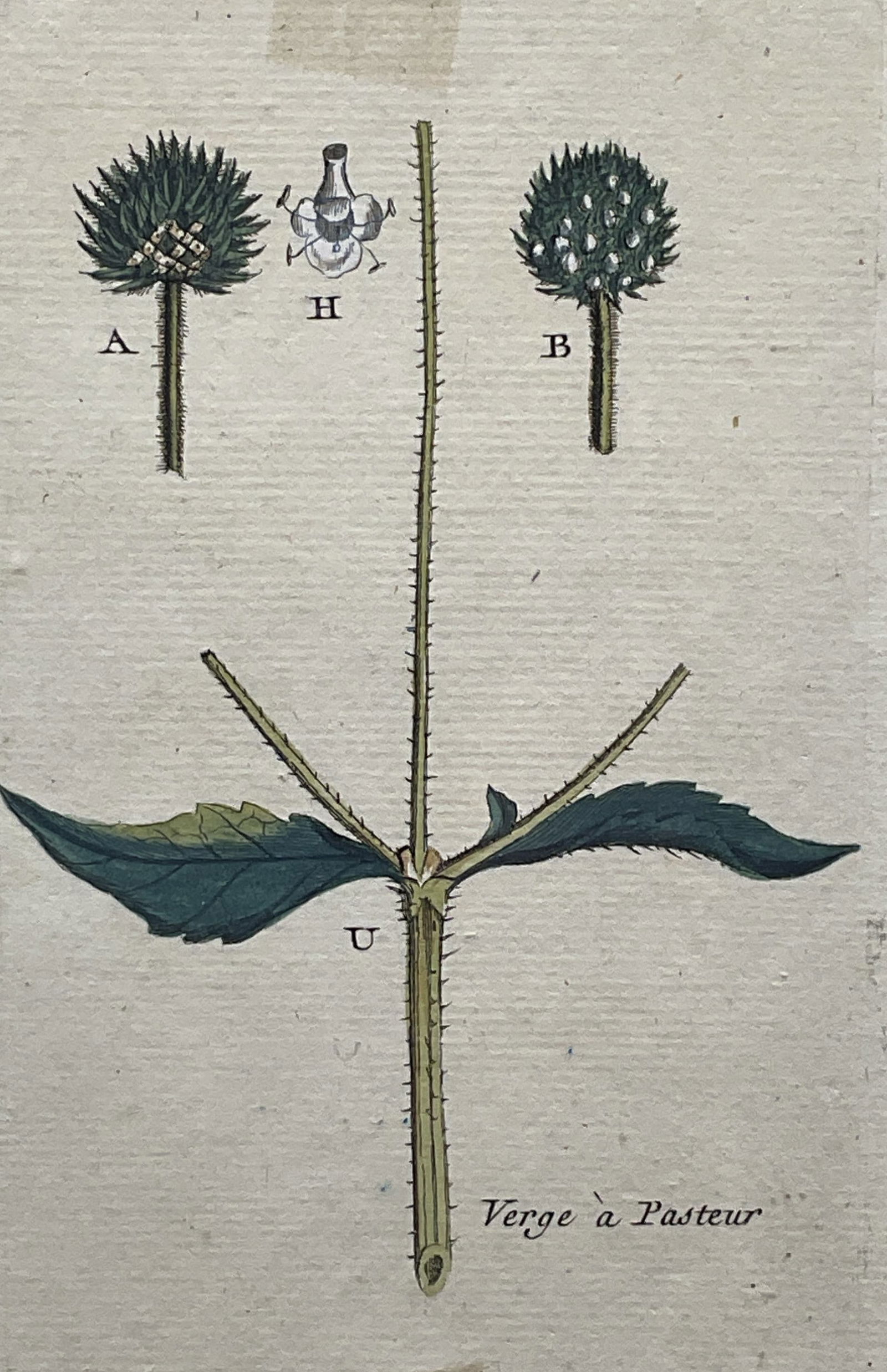 Antique Attr Bulliard Color Botanical Engraving (1 of 6)