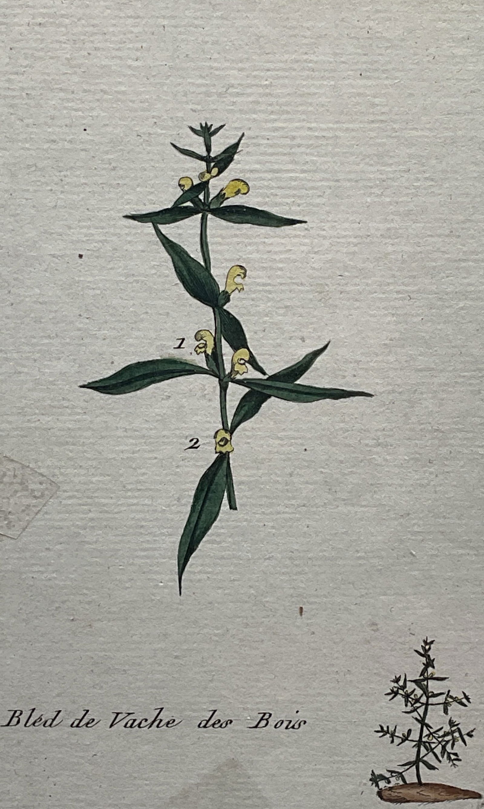 Antique Attr Bulliard Color Botanical Engraving (1 of 6)