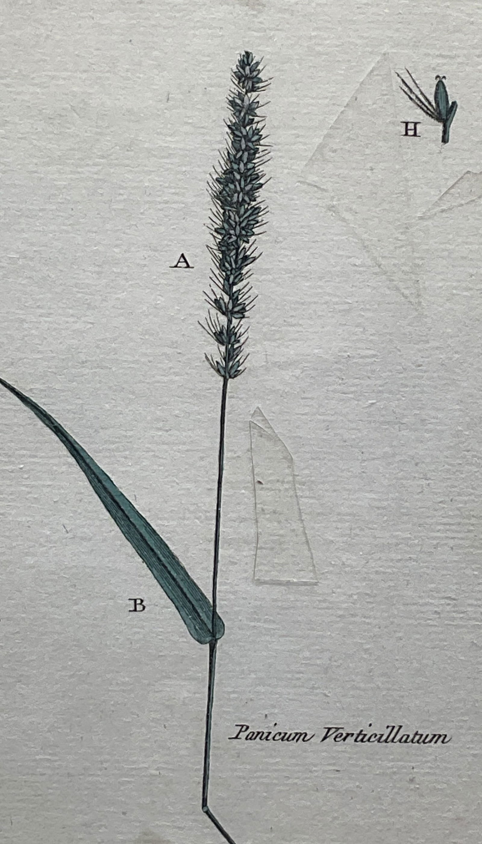 Antique Attr Bulliard Color Botanical Engraving (1 of 6)