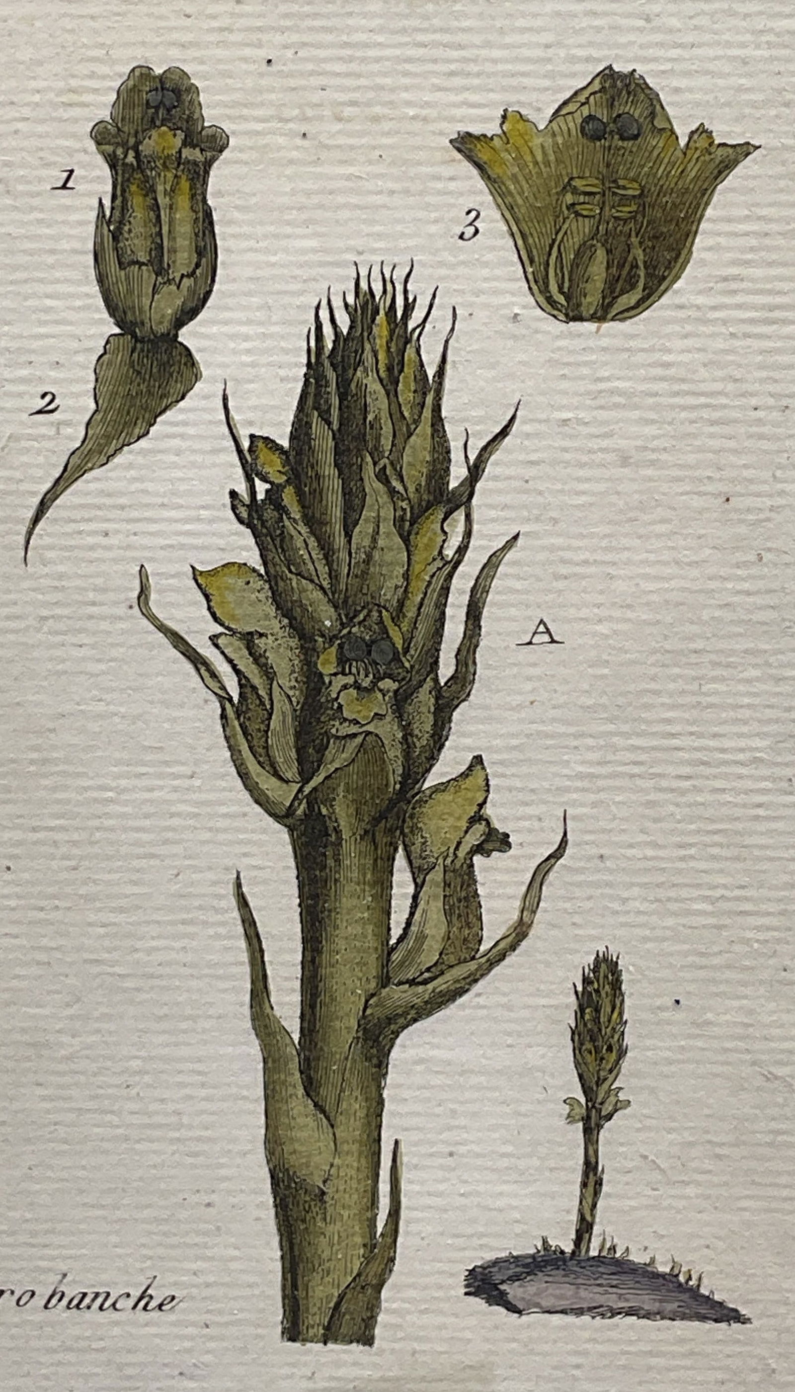 Antique Attr Bulliard Color Botanical Engraving (1 of 6)