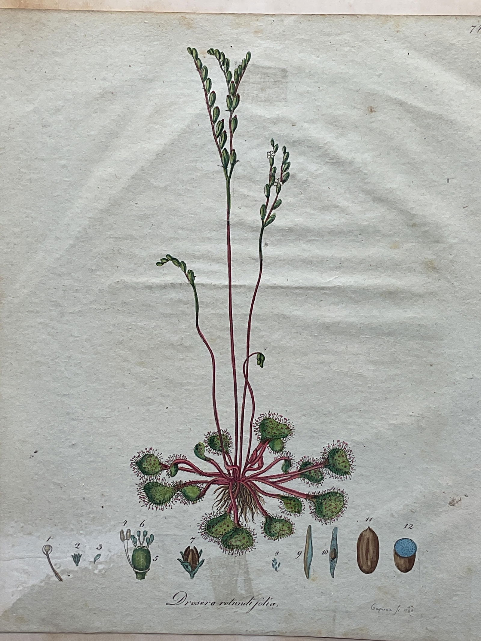 1798 Capieux Hand Colored Botanical Engraving (1 of 6)