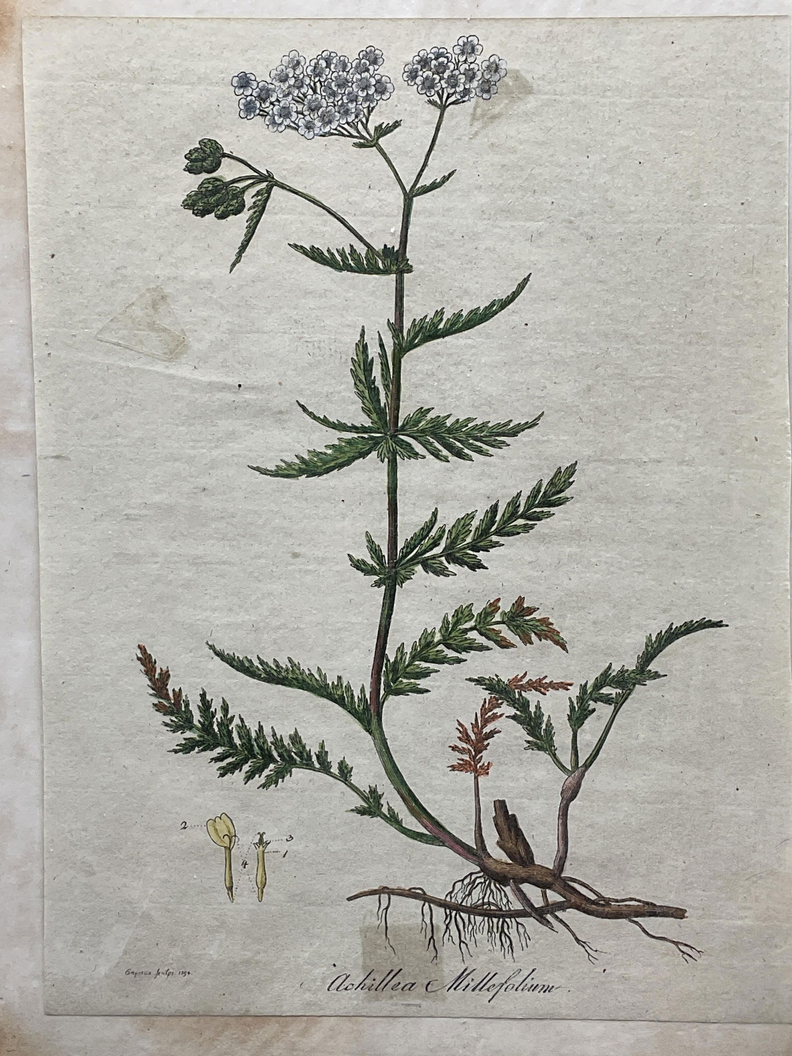 1794 Capieux Hand Colored Botanical Engraving (1 of 6)
