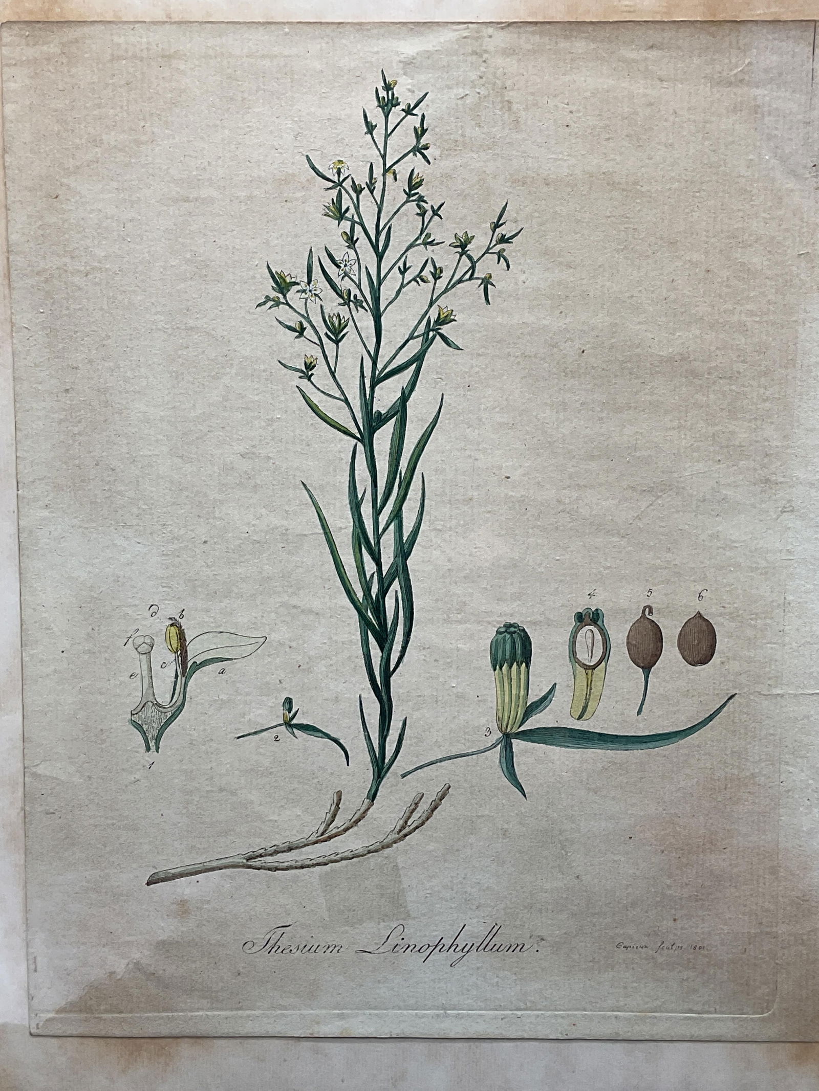 1801 Capieux Hand Colored Botanical Engraving (1 of 6)