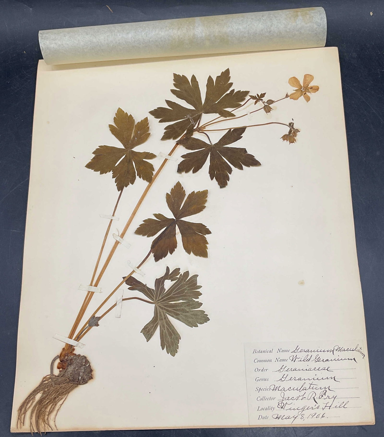 Antique 1906 Wild Geranium Botanical Specimen (1 of 6)