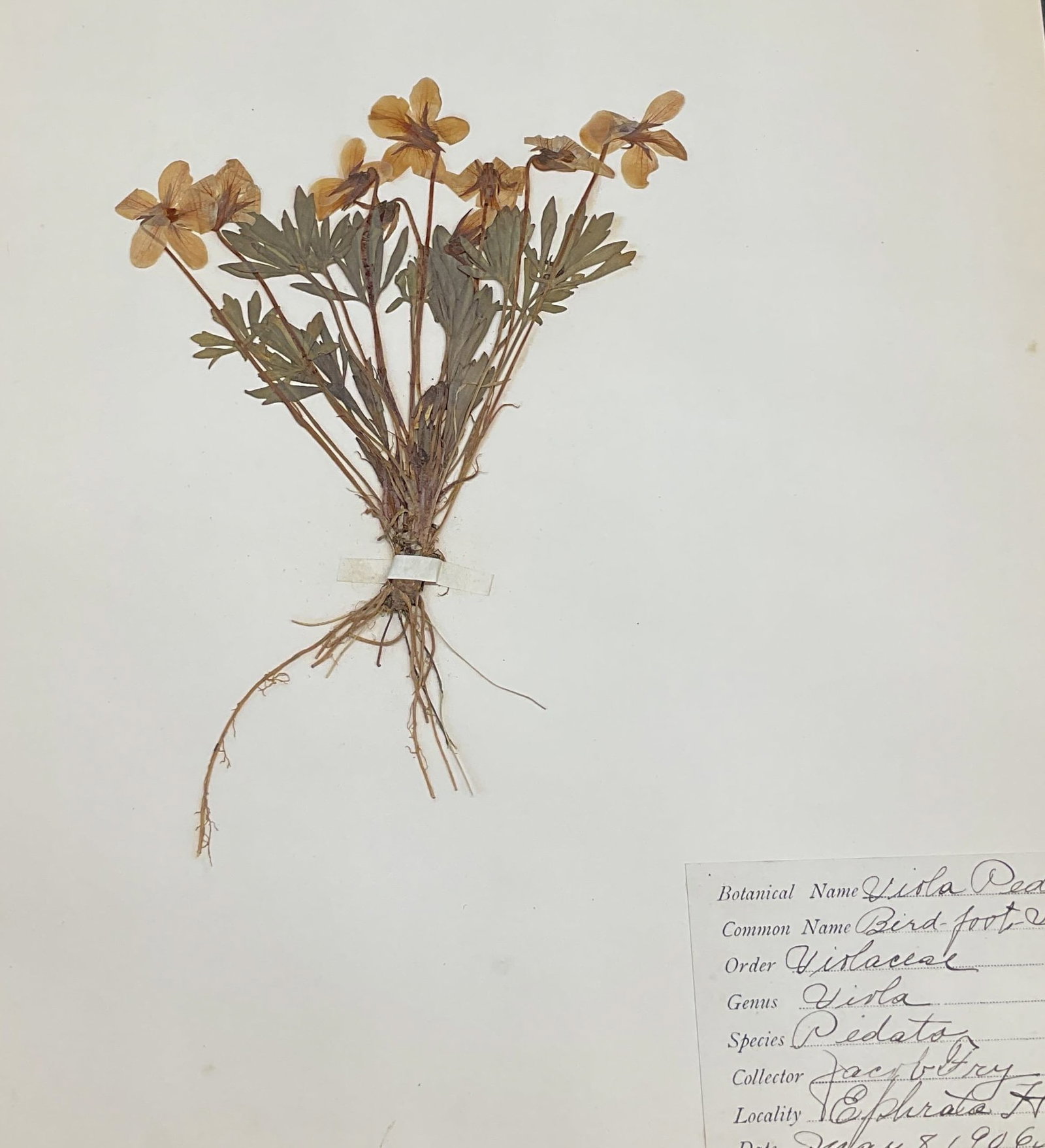Antique 1906 Bird Foot Violet Botanical Specimen: Antique pressed and dried scientific botanical specimen. Bird Foot Violet. Hand written specimen label on paper. Dated 1906. Paper measures approx 13 x 11 inches. Wear consistent with age and exposure