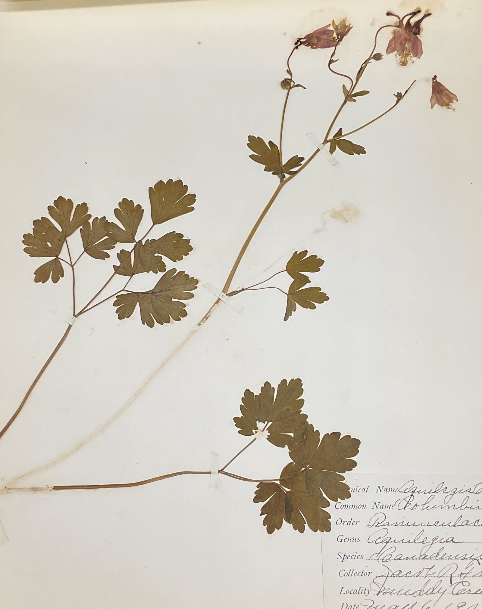 Antique 1906 Columbine Botanical Specimen: Antique pressed and dried scientific botanical specimen. Columbine. Hand written specimen label on paper. Dated 1906. Paper measures approx 13 x 11 inches. Wear consistent with age and exposure. Prope