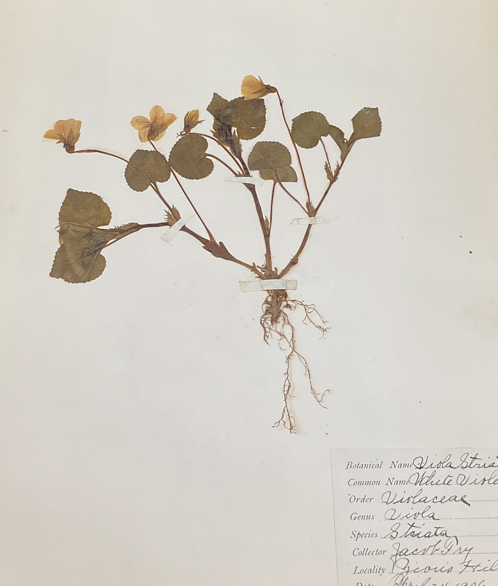 Antique 1906 White Violet Botanical Specimen: Antique pressed and dried scientific botanical specimen. White Violet. Hand written specimen label on paper. Dated 1906. Paper measures approx 13 x 11 inches. Wear consistent with age and exposure. Pr