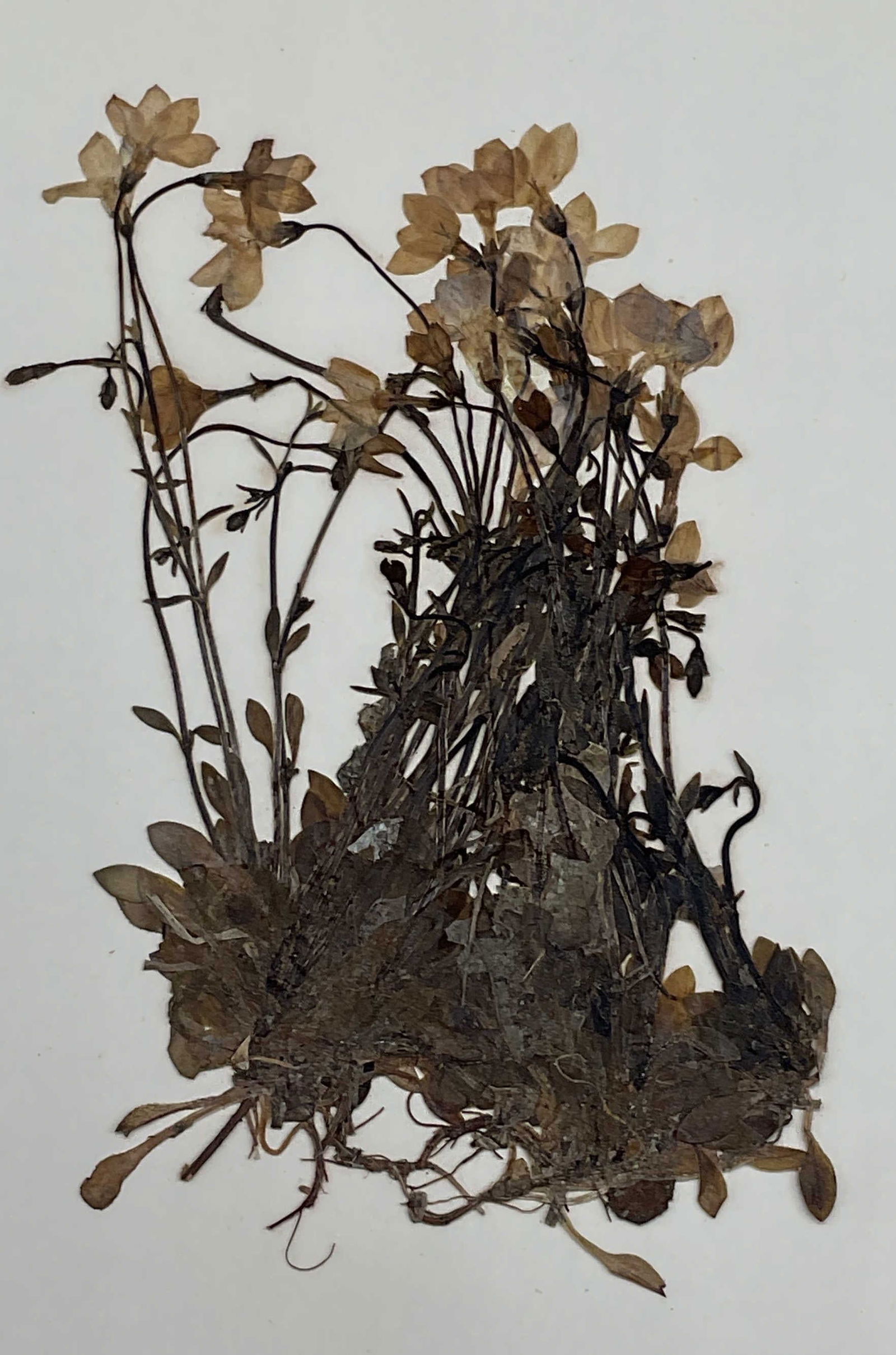 Antique 1996 Bluets Botanical Specimen (1 of 6)