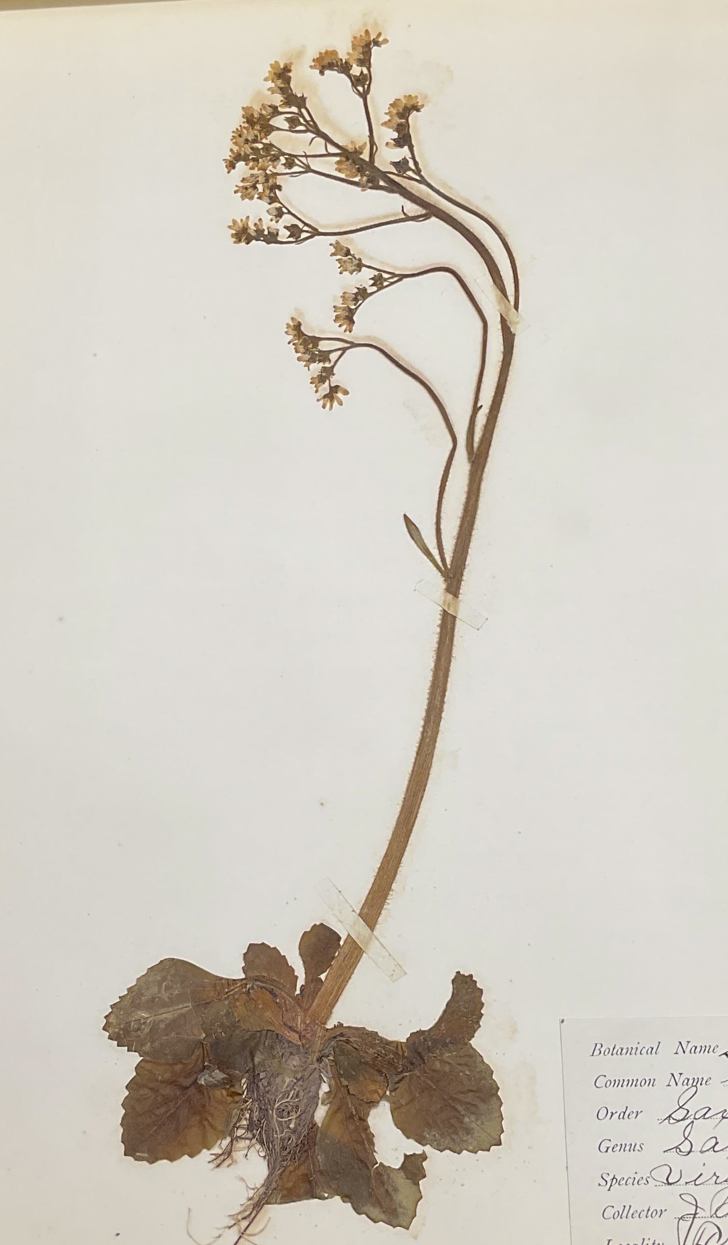 Antique 1906 Saxifrage Botanical Specimen (1 of 7)