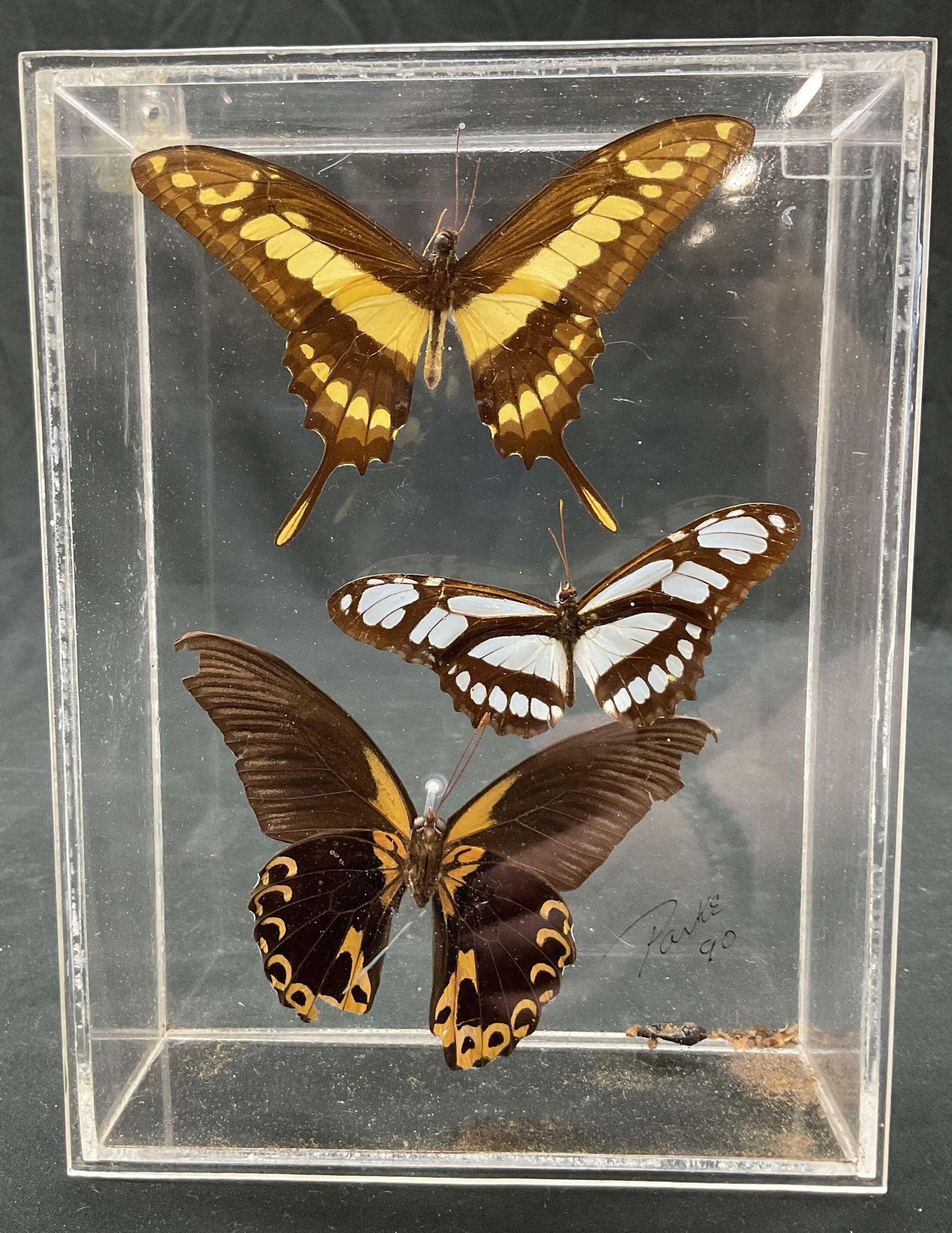 SGND Taxidermy Butterfly Display 1990 (1 of 9)