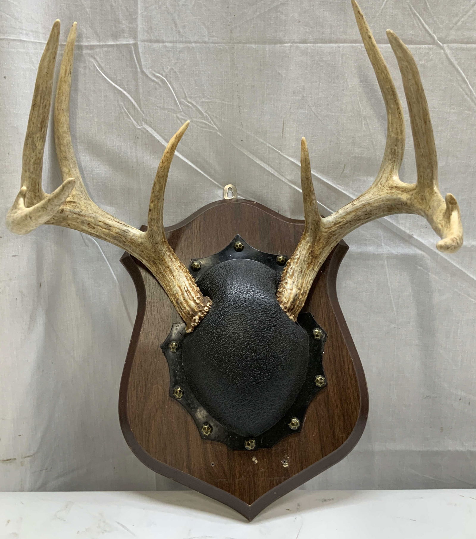 Deer Antler Taxidermy Wooden Mount (1 of 6)