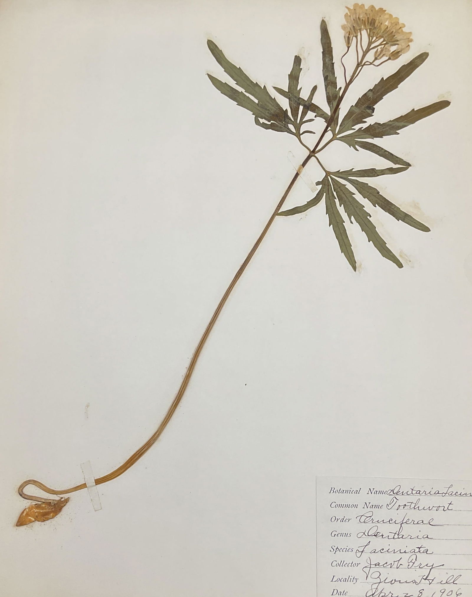 Antique 1906 Toothwort Botanical Specimen (1 of 7)