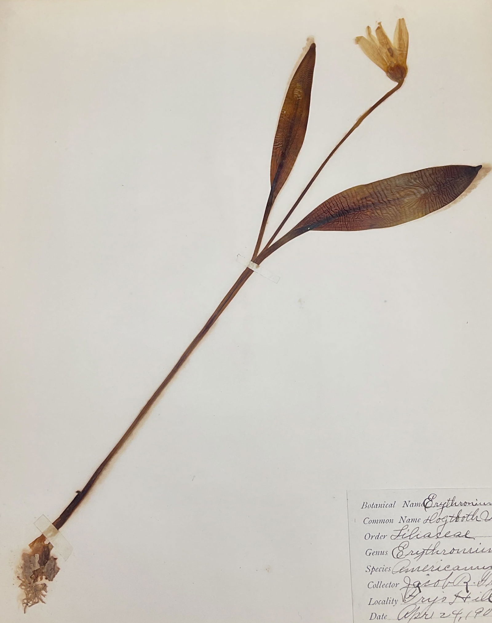 Antique 1906 Dog Tooth Violet Botanical Specimen (1 of 7)