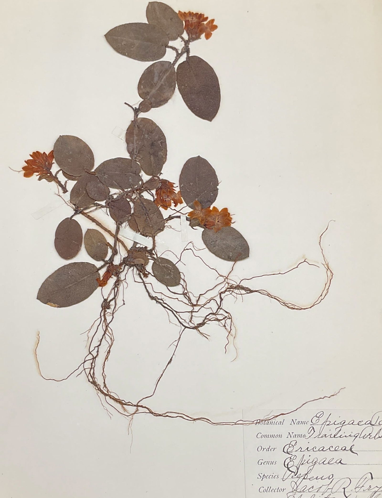 Antique 1906 Trailing Arbutus Botanical Specimen: Antique pressed and dried scientific botanical specimen. Trailing Arbutus. Hand written specimen label on paper. Dated 1906. Paper measures approx 13 x 11 inches. Wear consistent with age and