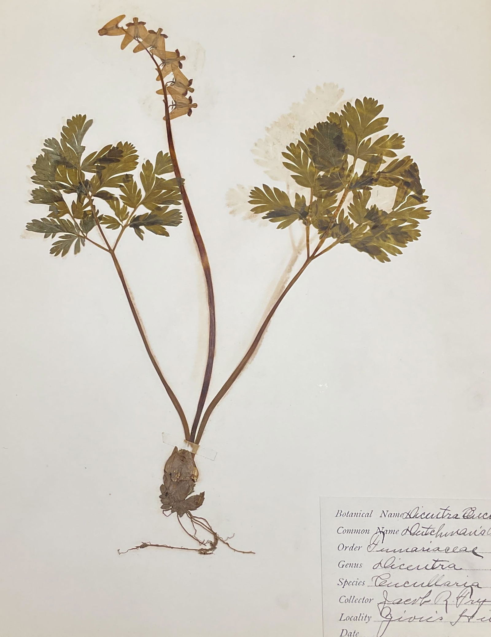 Antq 1906 Dutchmans Breeches Botanical Specimen: Antique pressed and dried scientific botanical specimen. Dutchmans Breeches. Hand written specimen label on paper. Dated 1906. Paper measures approx 13 x 11 inches. Wear consistent with age and