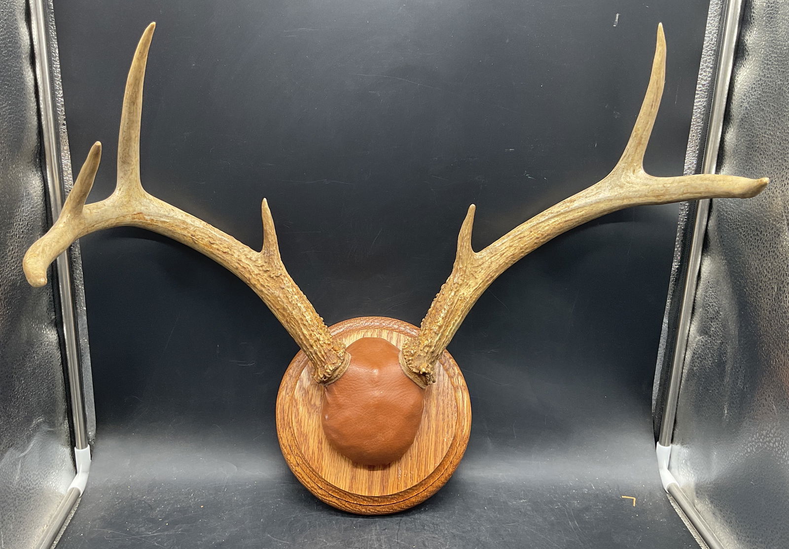Mounted Deer Antler Leather Skull Plaque: Mounted deer antler plaque with leather covered skull cap. Multiple points on antlers. Wood plaque. Measures approx 20 inches wide, 18.5 inches long from tip of antler to base of plaque. Some wear con