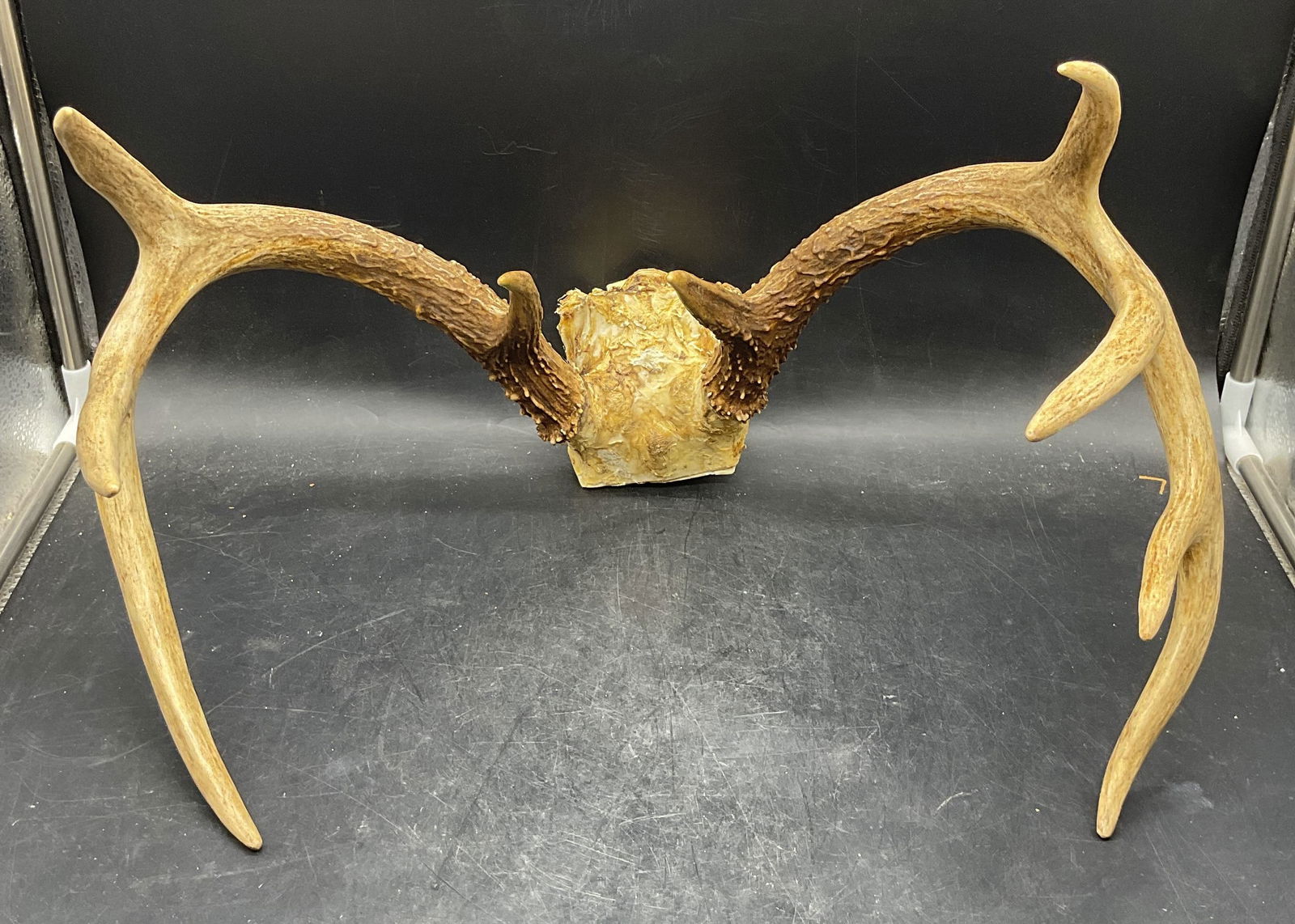 White Tail Deer Antlers with Skull Plate (1 of 6)