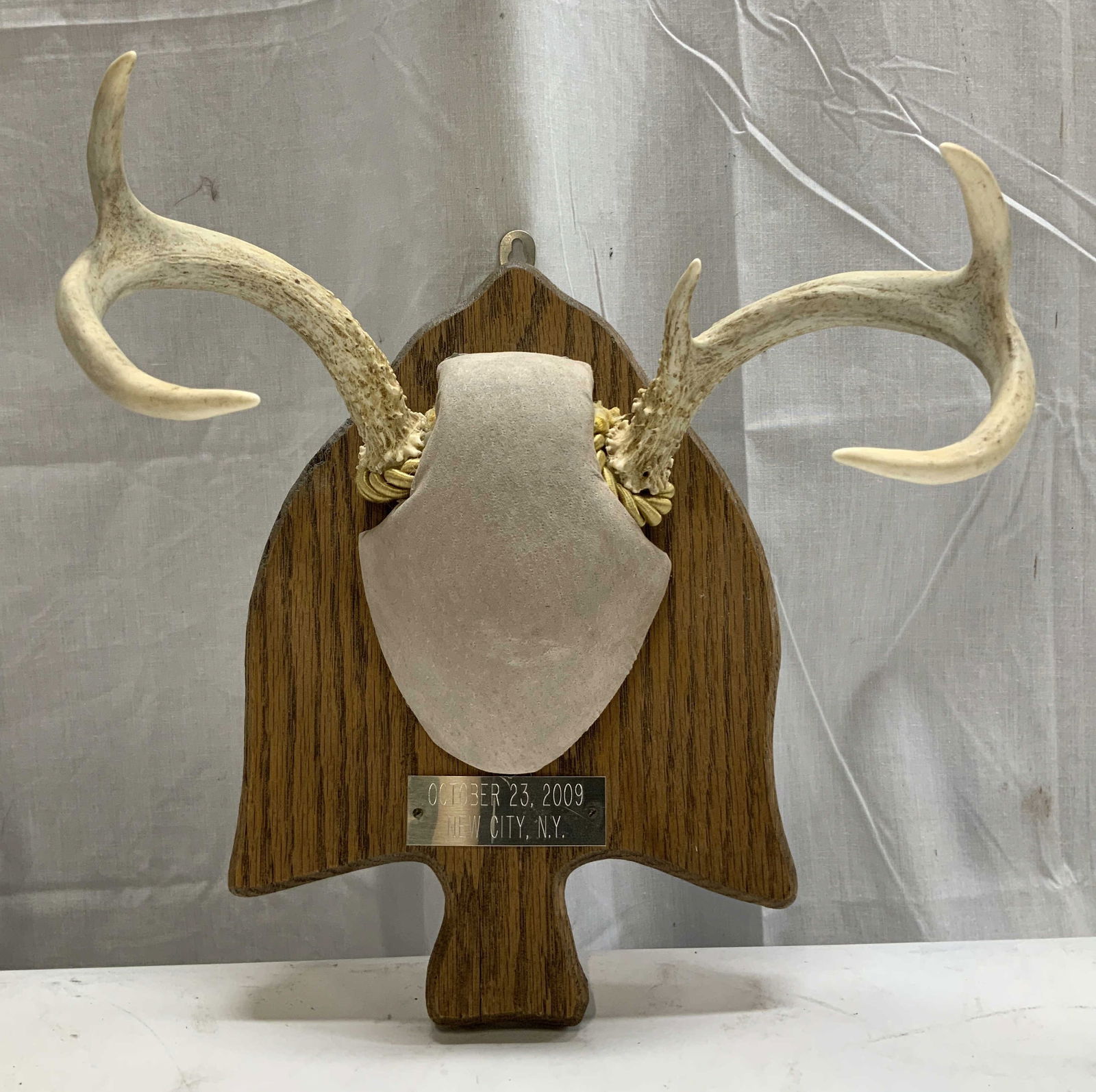 2009 Deer Antler Taxidermy Plaque Mount (1 of 6)
