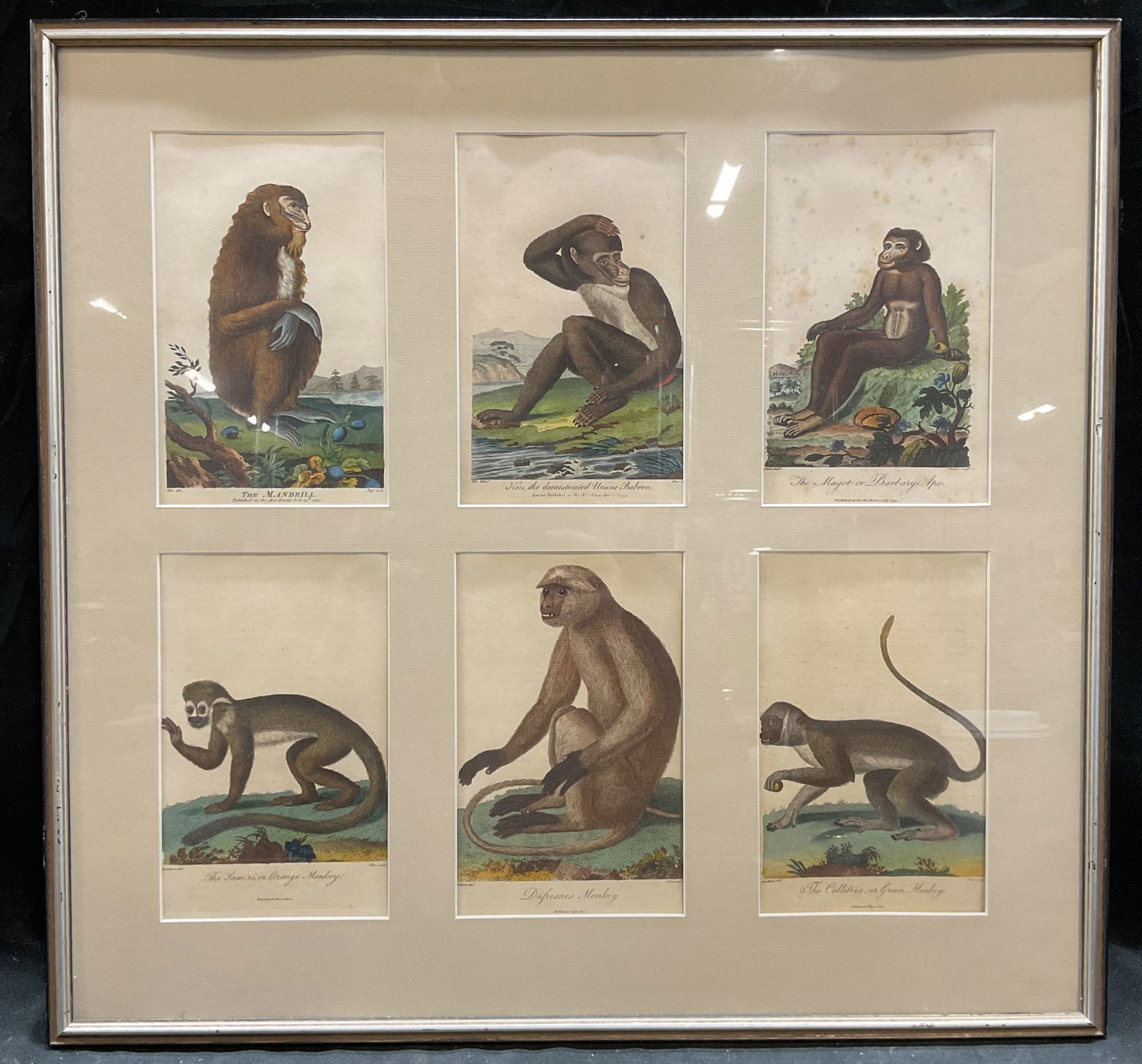 6 Antique Framed Monkey Engravings, Pass, Barlow (1 of 7)