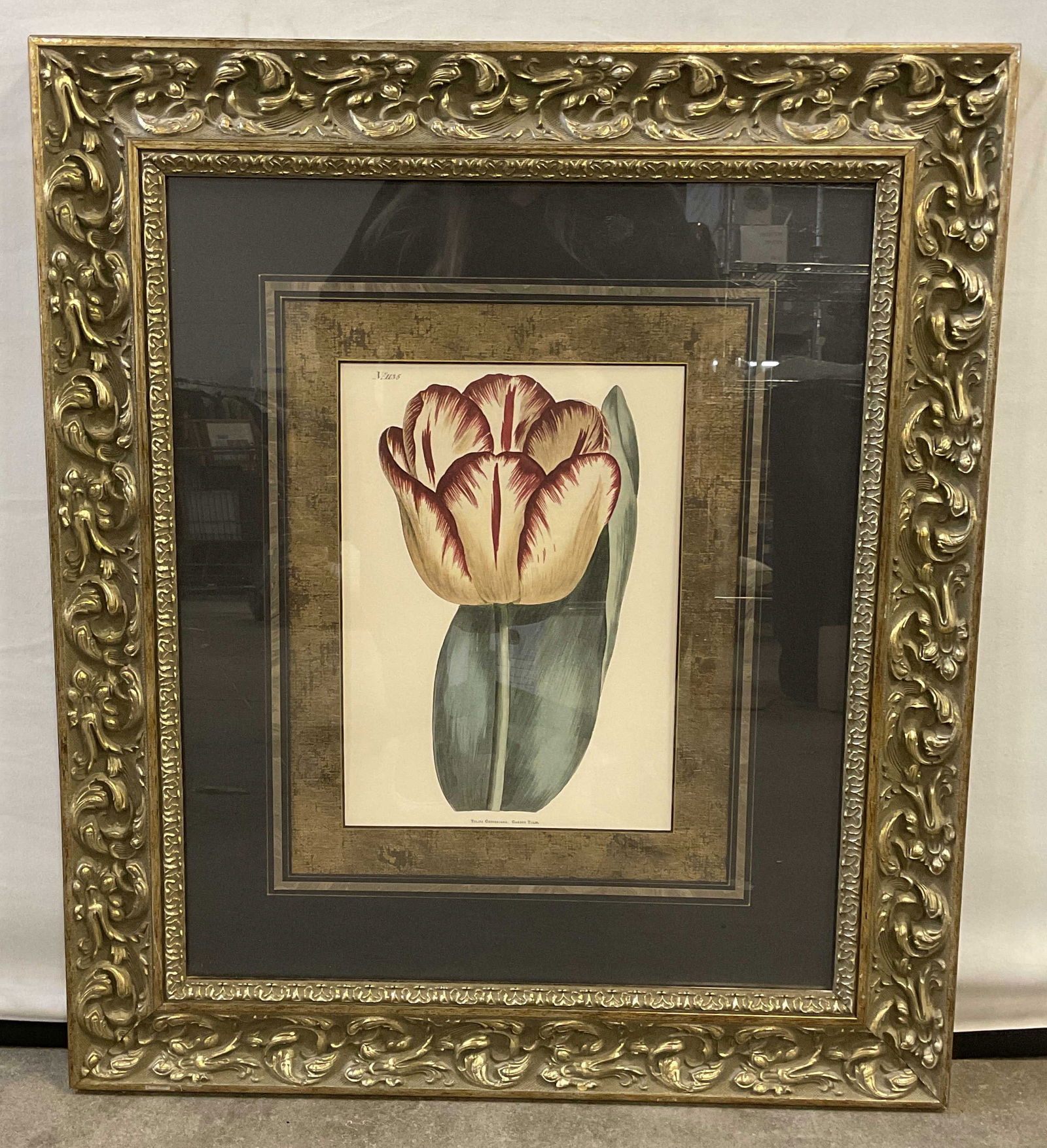 Framed Garden Tulip Botanical Lithograph 30in: Framed and matted botanical lithograph. Garden Tulip. Ornate gilt wood frame. Not examined out of frame. Frame measures approx 30.75 x 26.5 inches. Some wear consistent with exposure. Art, fine art pr