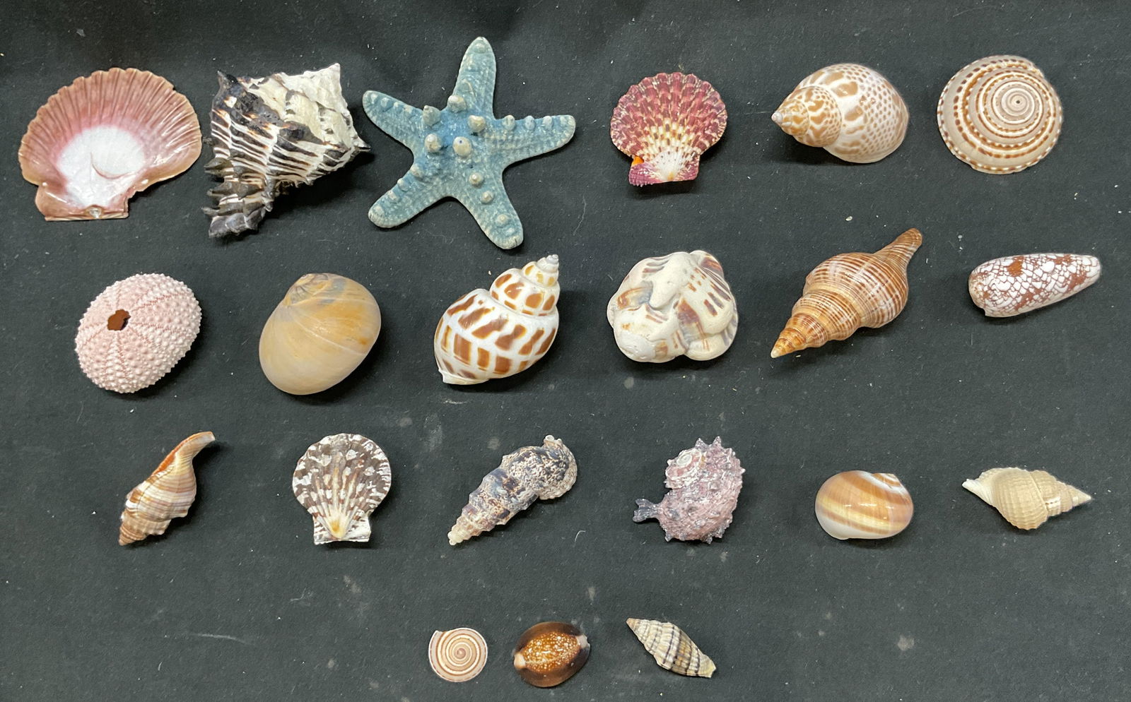 Lot 21 Vintage Exotic Seashell Collection (1 of 12)