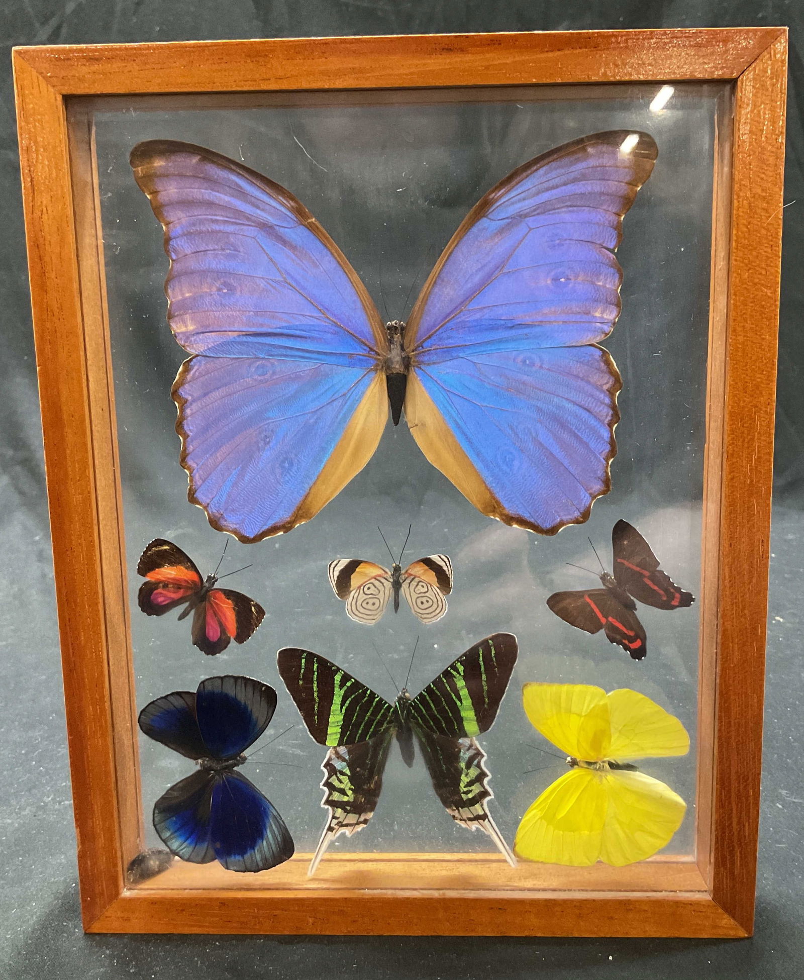 Taxidermy Butterfly Display In Wooden Frame (1 of 10)