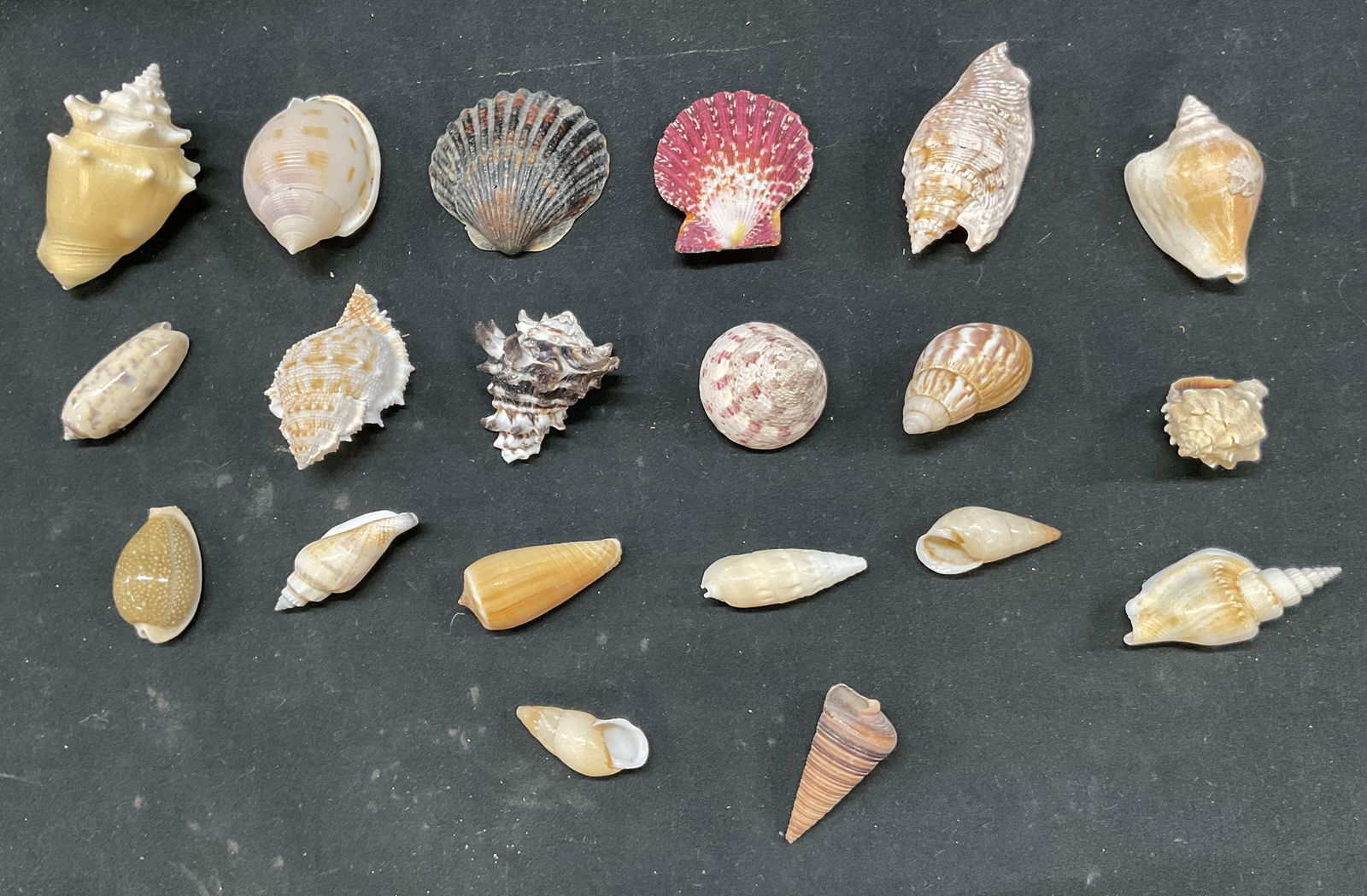 Lot 20 Vintage Exotic Seashell Collection (1 of 11)